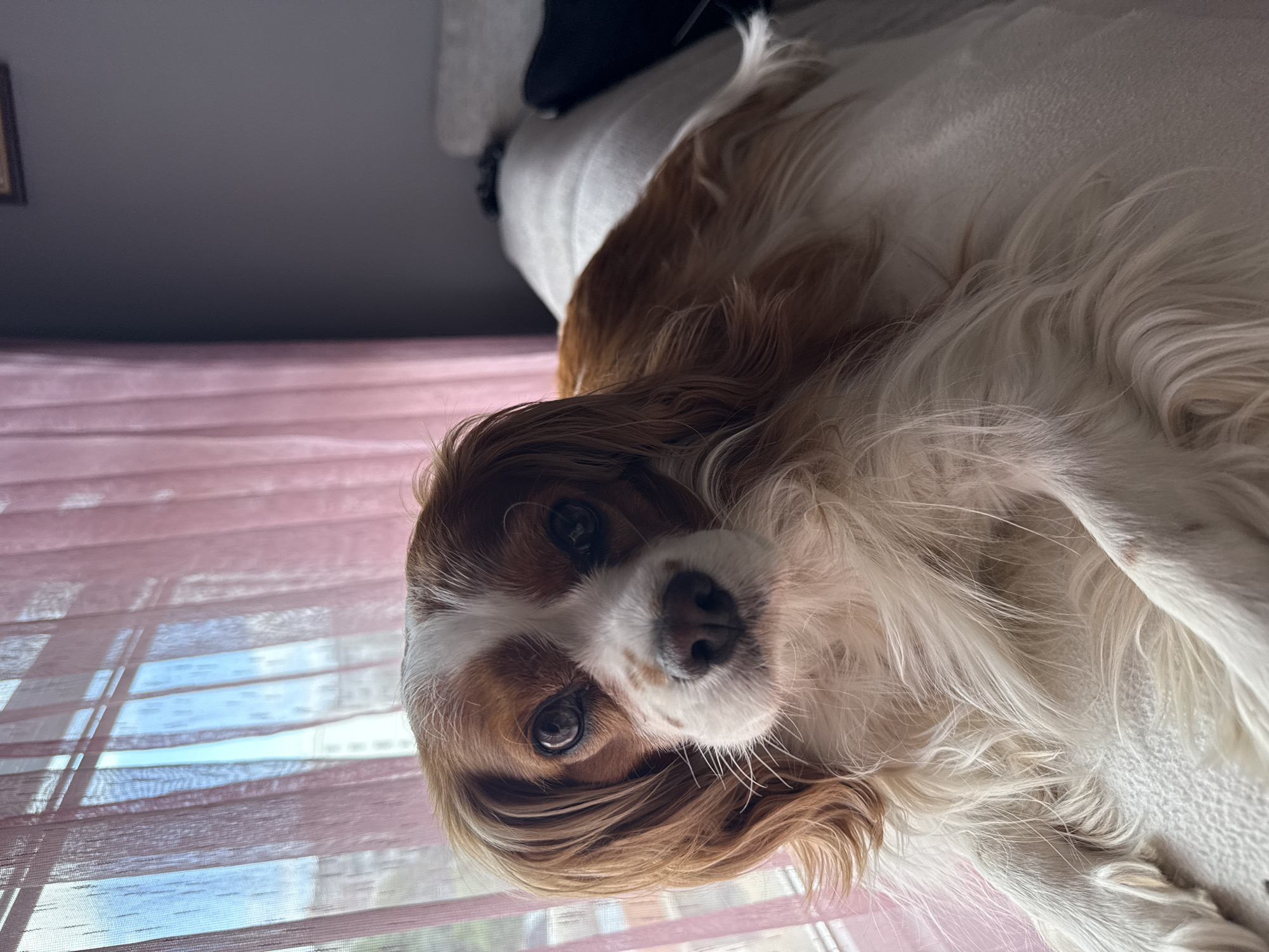 A close-up, tilted view depicts a Cavalier King Charles Spaniel dog lying down. The dog has a brown and white coat. The dog is positioned in front of a pink window blind. The background suggests an indoor setting. There are no indications of Sofia, Bulgaria.