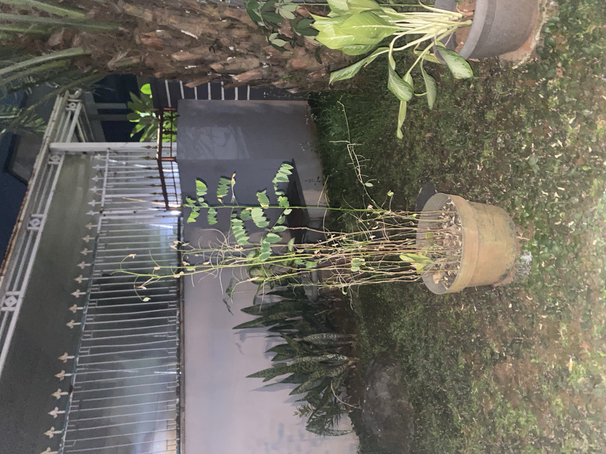 A night-time outdoor scene in Dukuh, Indonesia, features a small, potted tree with thin branches and sparse leaves in the foreground. To its left, a cluster of snake plants with pointed, variegated leaves grows against a light-colored wall. Behind the snake plants, a white metal fence with decorative elements runs horizontally. To the right of the potted tree, a large palm tree trunk dominates the frame. In front of the palm tree, a large potted plant with broad, green and white striped leaves is visible. The ground is covered with grass and a few fallen leaves, and a dark-colored wall with horizontal white stripes forms the background. The scene is illuminated by artificial light, casting shadows and creating a somewhat dim atmosphere.