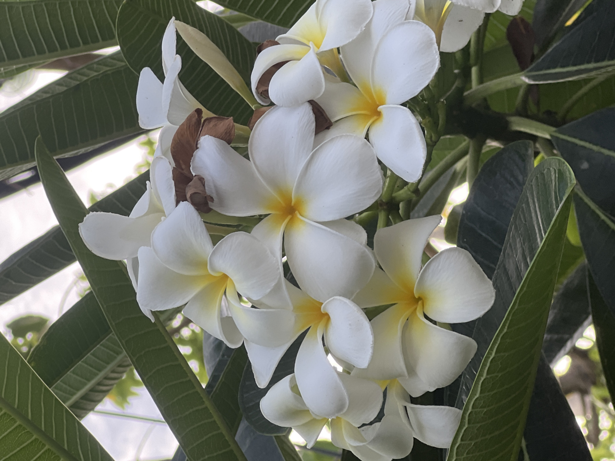 The image is a close-up, eye-level shot of a cluster of white and yellow plumeria flowers with green leaves in the background. The flowers are in various stages of bloom, with some fully open and others still unfurling. The leaves are broad and glossy, with visible veins. The lighting suggests it is daytime, possibly in the morning or late afternoon, with some diffused sunlight filtering through. The background is softly blurred, indicating a shallow depth of field. The scene is likely from a garden or a park in Đà Nẵng, Vietnam, a city known for its tropical climate and lush vegetation, which would support the presence of plumeria trees. There are no people or animals visible in the image. The overall impression is one of natural beauty and tranquility.