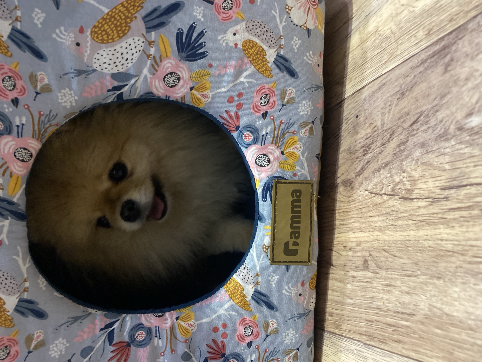 A light brown Pomeranian dog is partially visible inside a circular opening of a pet bed. The bed has a light blue floral pattern with bird designs. A brown rectangular tag with the word "Gamma" is attached to the side of the bed. The bed is situated on a light brown wooden surface. The location is Unknown, Unknown.