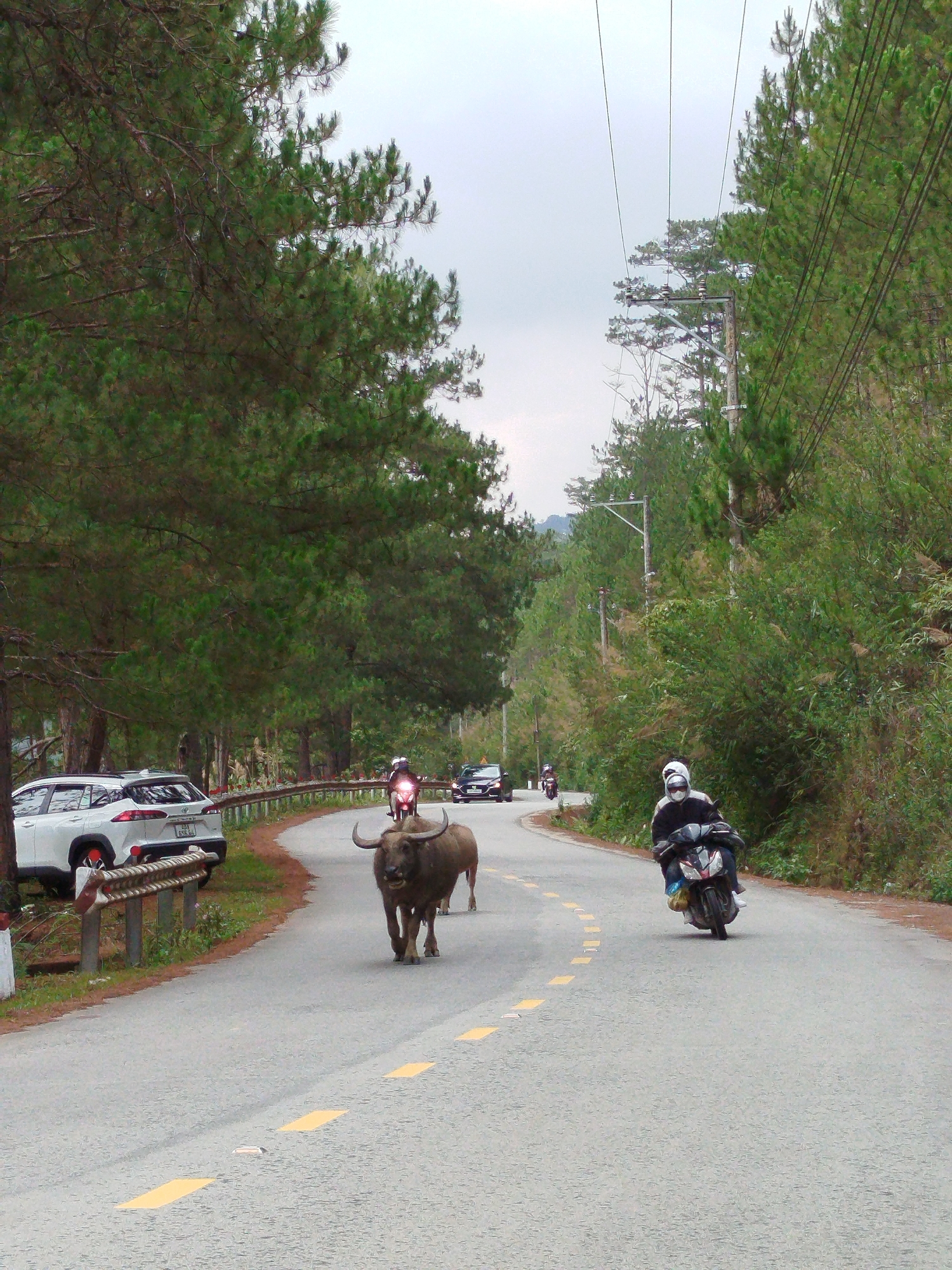 A water buffalo stands prominently on a winding paved road, with another buffalo partially visible behind it, in the mountainous region of Lang Biang, Da Lat, Vietnam. Multiple vehicles, including motorcycles and cars, are navigating the road. In the foreground, a person wearing a white helmet and face mask rides a black and silver scooter on the right side of the road, appearing to pass the buffalo. Further back, another motorcyclist is visible, and a dark sedan can be seen in the distance.
To the left, a white SUV with the license plate "60A 675.52" is parked or pulled over by a metal guardrail. The road itself features yellow dashed lane markings, and a solid yellow line on the left curve. Both sides of the road are densely lined with tall pine trees, characteristic of the region, creating a forested setting. Utility poles and power lines are visible on the right side, extending into the background.
The sky is overcast, indicating a cloudy day with diffused light. The overall scene captures a common interaction between local livestock and traffic in a scenic, rural or semi-rural environment.
