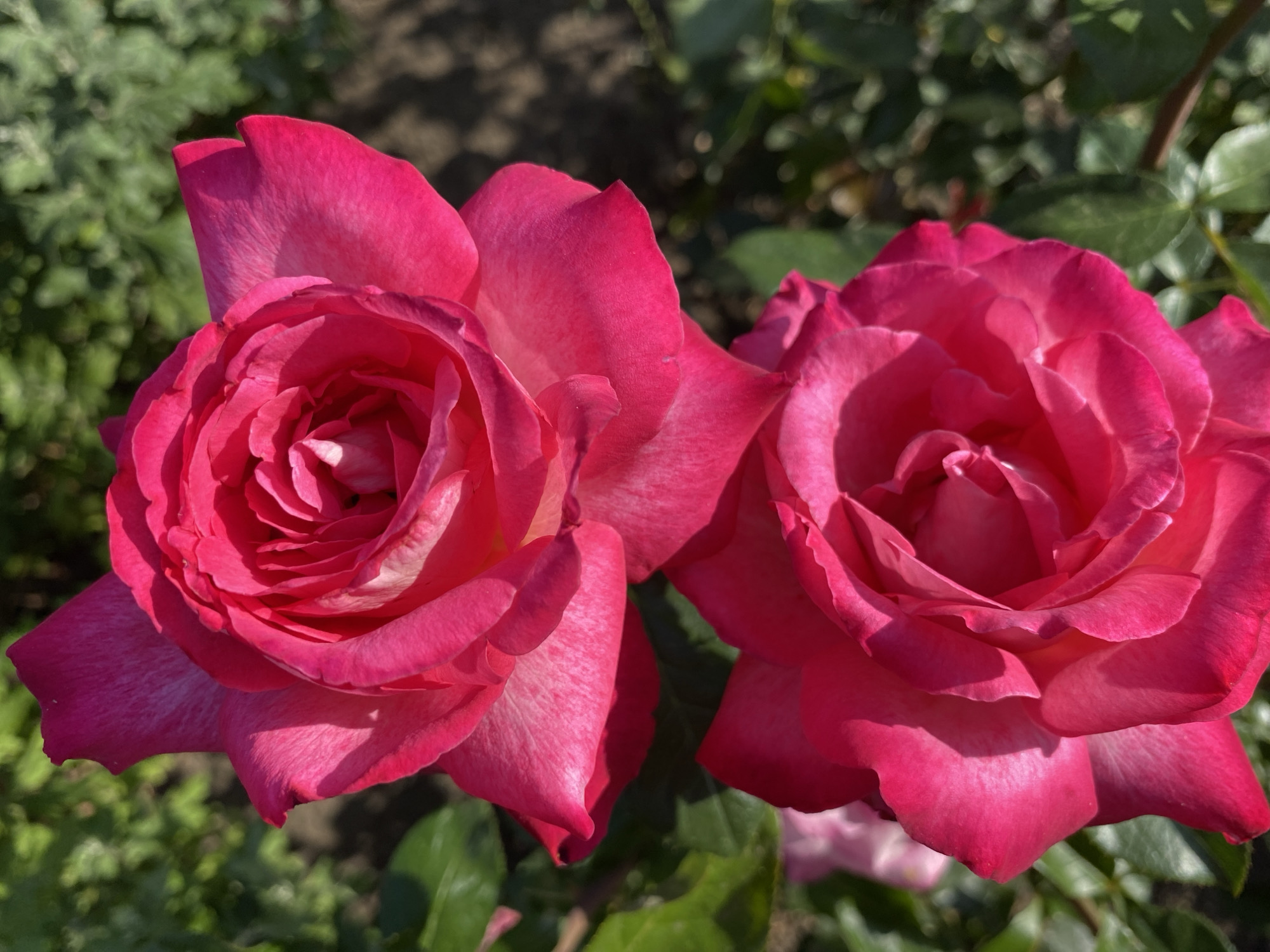 The image shows two bright pink roses in bloom, close-up. The roses are positioned vertically, with one rose above the other. The petals are vibrantly colored and textured, with some lighter pink or white shading on the edges. The background is softly blurred green foliage and some dappled sunlight, suggesting an outdoor garden setting. The location is specified as Ventsy, Russia.