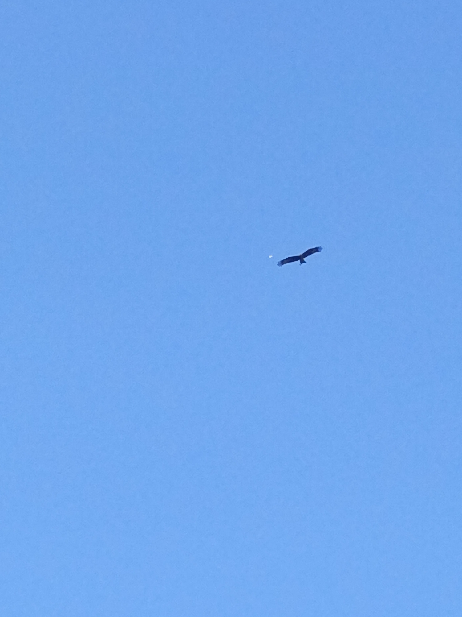 A silhouette of a bird with outstretched wings is captured in flight against a clear, bright blue sky. The bird appears to be a raptor due to its wing shape and size. A small, indistinct white object is visible to the left of the bird. The image is taken from a low angle looking up at the sky. There is no discernible evidence of Zalesovo, Russia in the provided image or its crops.