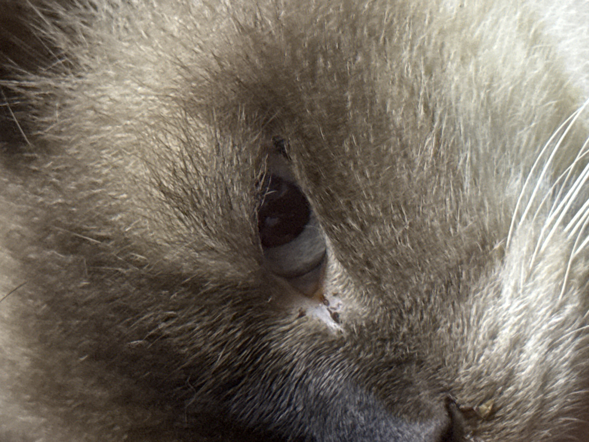 The image is a close-up, macro photograph of a cat's eye. The cat's fur is a mix of grey and beige tones, with visible individual strands of fur. The eye itself is dark brown with a hint of blueish-grey in the sclera. A small, light-colored scar or mark is visible on the skin just below and to the left of the eye. Some whiskers are visible in the lower right portion of the image. The focus is sharp on the eye and surrounding fur, with the background softly blurred. There are no discernible elements in the image that would indicate its location in Davao City, Philippines.