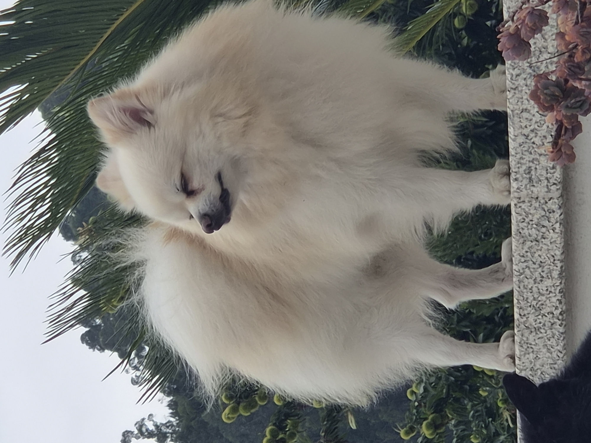 A cream-colored Pomeranian dog stands on a stone ledge with lush green foliage and a cloudy sky in the background. The dog is facing to the right with its eyes closed, appearing relaxed. The dog's fur is thick and fluffy, with a slight tint of apricot on its back and ears. In the lower left corner of the image, a black furry object, possibly another pet, is partially visible. In the lower right corner, several purple and pink flowers are in bloom. The setting appears to be an outdoor space, possibly a garden or balcony, in Barcelos, Portugal.