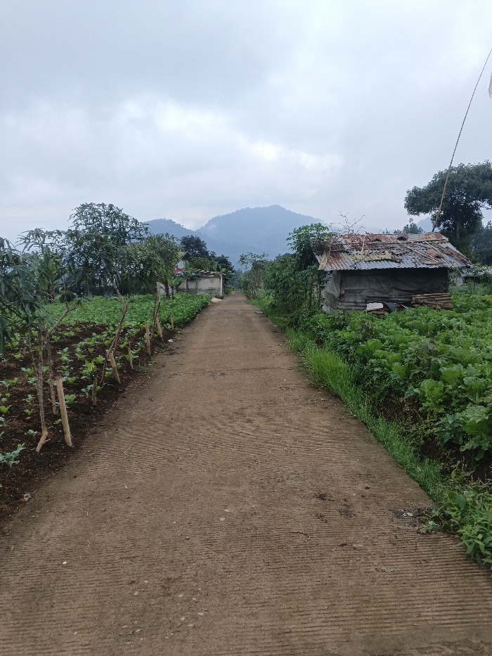 A dirt road stretches into the distance, flanked by crops on one side and lush greenery with a small, dilapidated shack on the other. The shack has a rusty, corrugated metal roof and overgrown vegetation. In the background, mountains are partially obscured by clouds. The sky is overcast, casting a muted light over the scene. Vegetation, crops, and grasses crowd the roadside.
