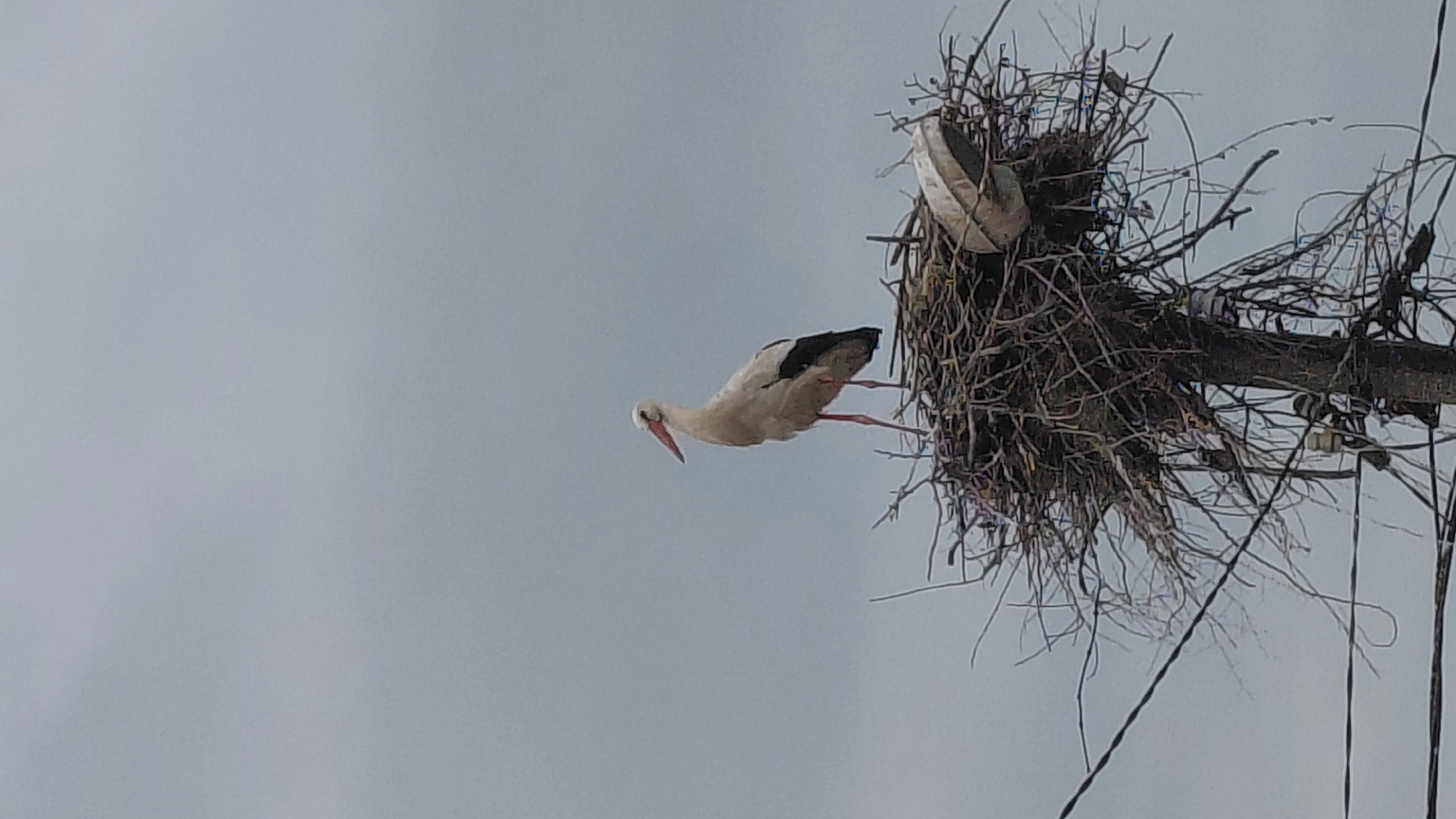 A white stork is captured in mid-air near its large stick nest, set against a uniform, pale grey, overcast sky. The stork, with its distinctive white plumage and black wingtips, has long red legs extended forward and a prominent red beak. It appears to be in the dynamic process of landing on or taking off from the nest.
The substantial nest, built from an intricate tangle of branches and twigs, is situated high on what seems to be a utility pole or a sturdy horizontal beam. Partially visible within the nest is a light-colored, round object, possibly a discarded basin or a satellite dish, integrated into the structure. Several dark, thin lines, likely electrical wires or cables, hang below the nest and its support, extending downwards out of the frame. The cloudy daytime sky provides a soft, diffused light, highlighting the bird and its intricate nest. There are no people or visible text in the image.
