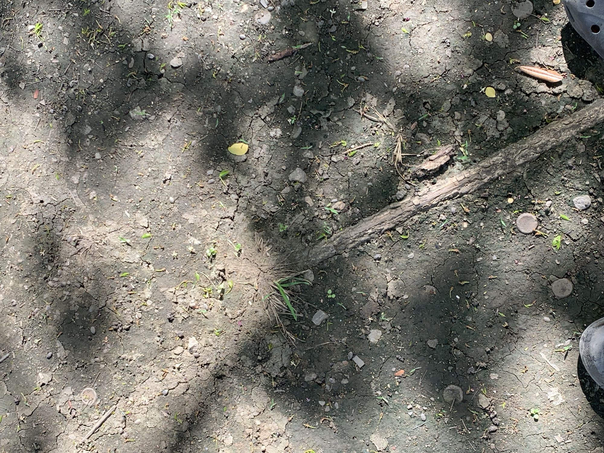 This image depicts dry, cracked earth in what appears to be an outdoor, unpaved area. Small green shoots of vegetation are scattered across the surface. A fallen branch or stick lies diagonally across the frame, and a yellow leaf is visible near the center. Several small stones and pebbles are embedded in the soil. Shadows cast by foliage create a dappled pattern on the ground. A portion of a shoe is visible in the lower left corner, suggesting a person is present. The environment appears somewhat neglected or natural. The location is identified as Santa Ana, Venezuela.