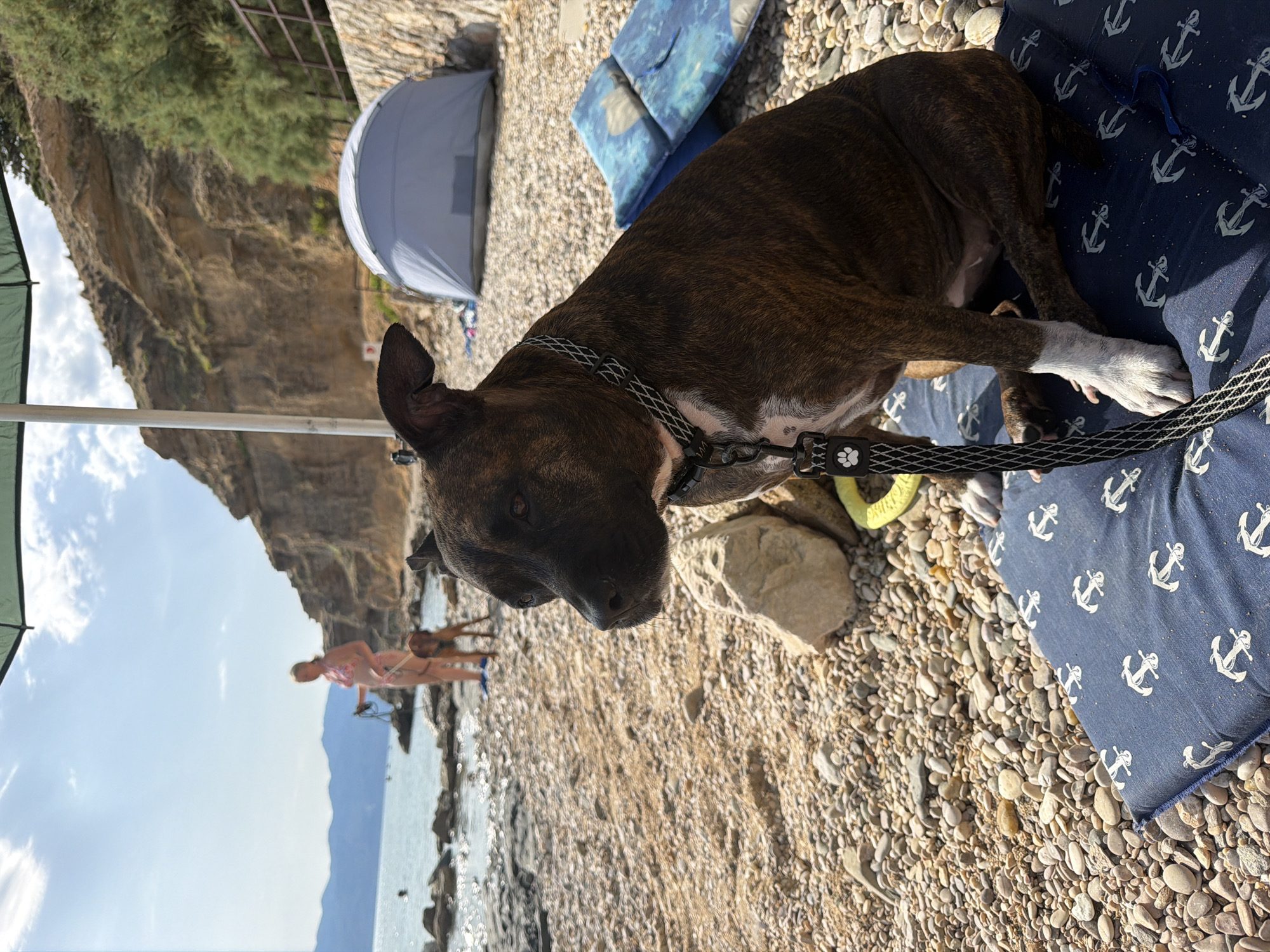 In Općina Baška, Croatia, on a sunny day, a brindle Staffordshire Bull Terrier sits on a blue cushion with an anchor pattern on a pebble beach. The dog wears a black and white patterned collar and a leash with a paw print tag. Behind the dog, the sea is visible with several rocks and a person standing in the water. Further back, a tan dog is standing near a woman in a pink bikini holding a leash. A grey tent is set up on the beach, and a rocky cliff face with sparse vegetation rises behind it. An umbrella provides shade over the dog. The ground is covered in small, multicolored pebbles, and some larger rocks are scattered across the beach.