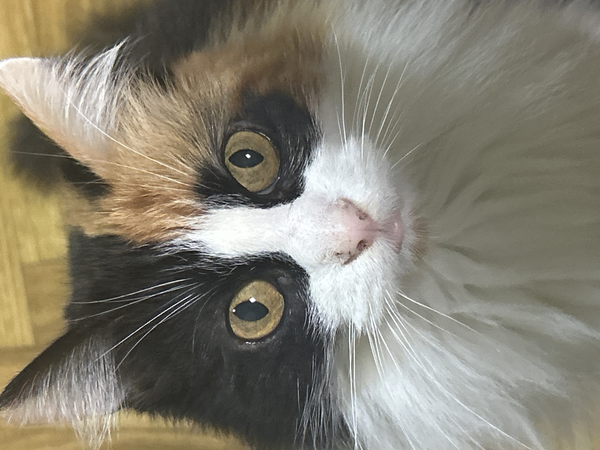 The image shows a close-up, head-on portrait of a calico cat with fluffy white fur around its face and chest. The cat has large, golden-yellow eyes with black pupils, and its fur exhibits patches of black, orange, and white. Its pink nose is visible, along with long white whiskers. The background appears to be a wooden surface, possibly a wall or furniture, with a light brown, slightly textured finish. There is no indication of a city, location, or any activities taking place within Buenos Aires, Argentina, or any other location. The image is a still portrait of a domestic animal.