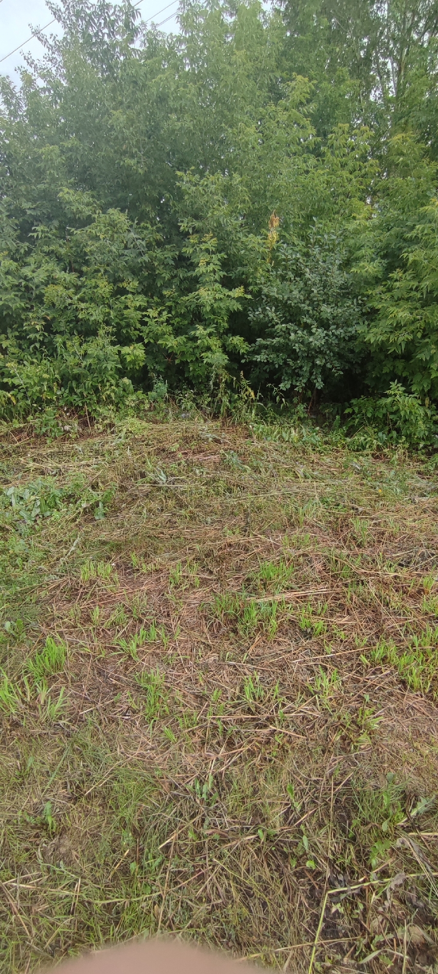 The image depicts a natural outdoor scene, likely in a rural or park-like setting in Novoaltaysk, Russia. In the background, a dense wall of lush green trees and foliage stretches across the frame, suggesting a wooded area or a heavily vegetated border. The foreground consists of a patch of ground covered in mown grass, straw, and some new green shoots, indicating that the area has recently been cleared or maintained. The overall impression is one of a somewhat unkempt but natural landscape, with signs of recent activity such as mowing. There are no people or specific man-made structures visible, apart from what could be power lines faintly visible against the sky at the top of the image.