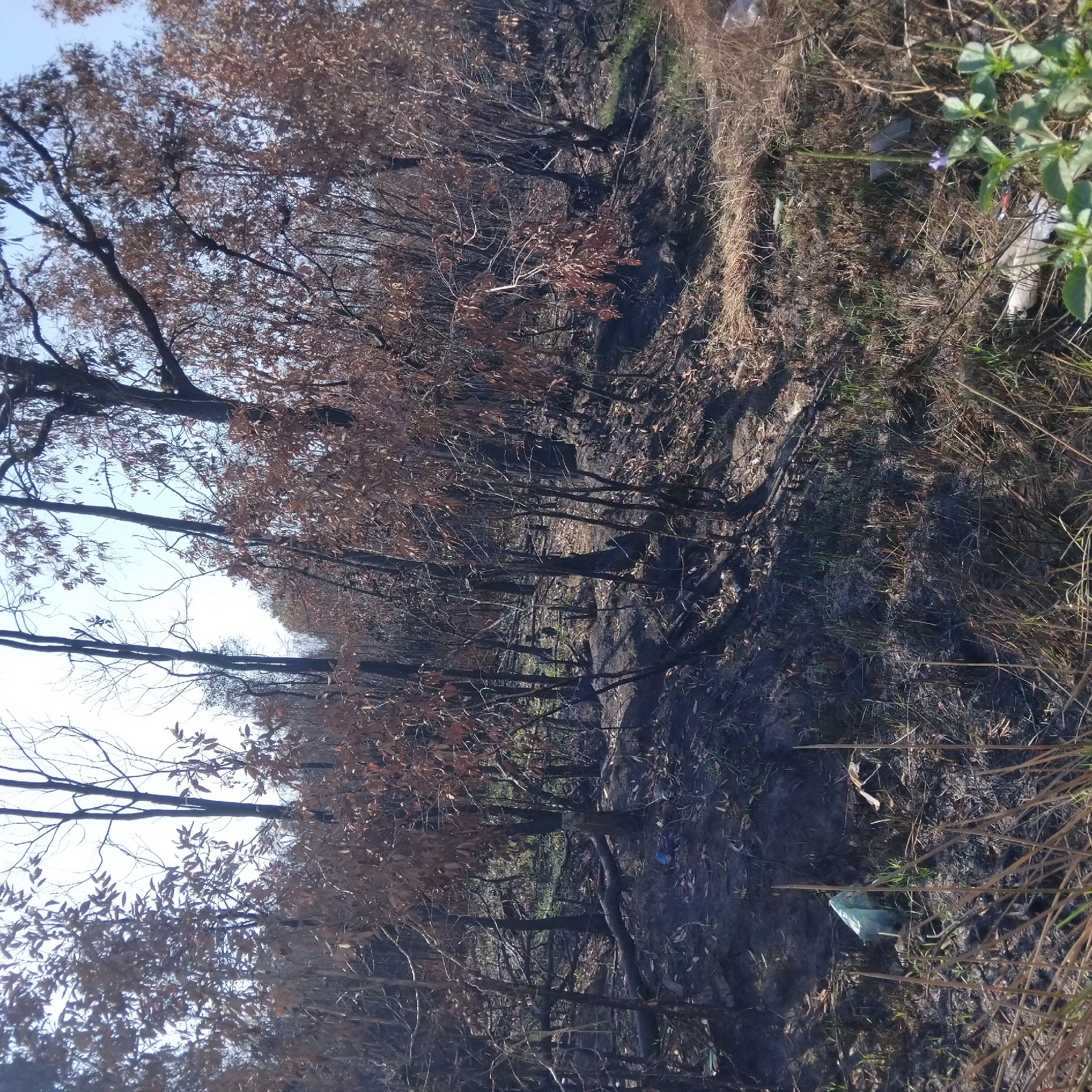 The image depicts a post-fire scene in a wooded area, likely a savanna or shrubland, located within the city of Banjarbaru, Indonesia. The ground is predominantly covered in dark, ash-like soil, interspersed with patches of dry, dead grass and a few areas of new green growth. Many trees have been affected by the fire, their trunks charred and blackened, with most of their leaves dried and brown, still clinging to the branches. Some fallen branches and debris are scattered across the terrain. In the foreground, there is evidence of human impact with several pieces of litter visible, including a crumpled light blue plastic bag, some white plastic waste, and other unidentifiable refuse. The overall atmosphere suggests a landscape recovering from a significant fire event, with signs of both destruction and new life. The sky overhead is clear and bright blue, indicating a sunny day.