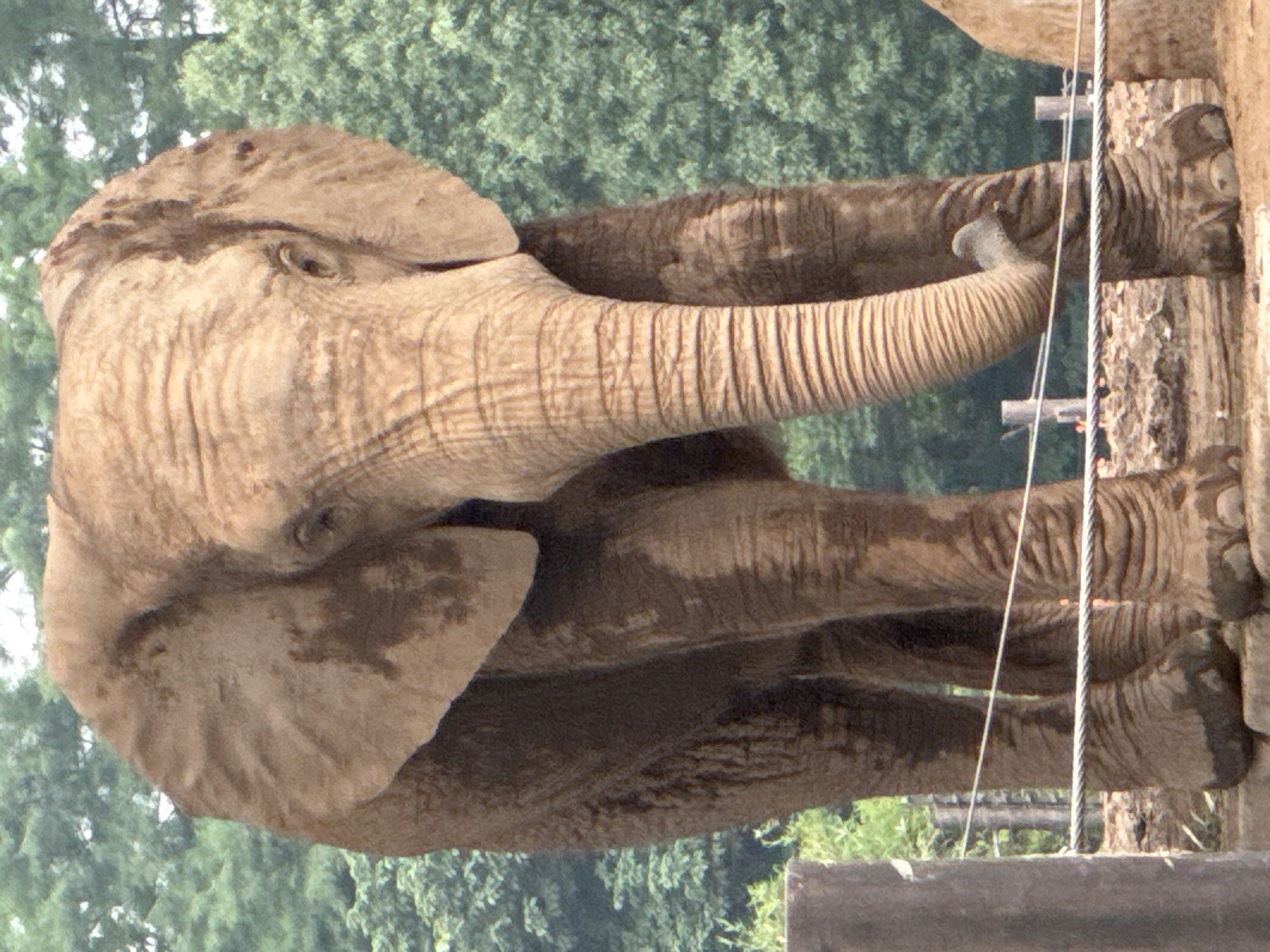 An adult elephant is standing in an enclosure, facing the camera. The elephant is brown and appears to be covered in mud or dust. It has large ears, prominent tusks, and a long trunk. The elephant is standing on a rocky surface with some greenery in the background, suggesting an outdoor zoo or wildlife park. The enclosure is bordered by a fence made of posts and wire. The image was taken in Pudong, China.