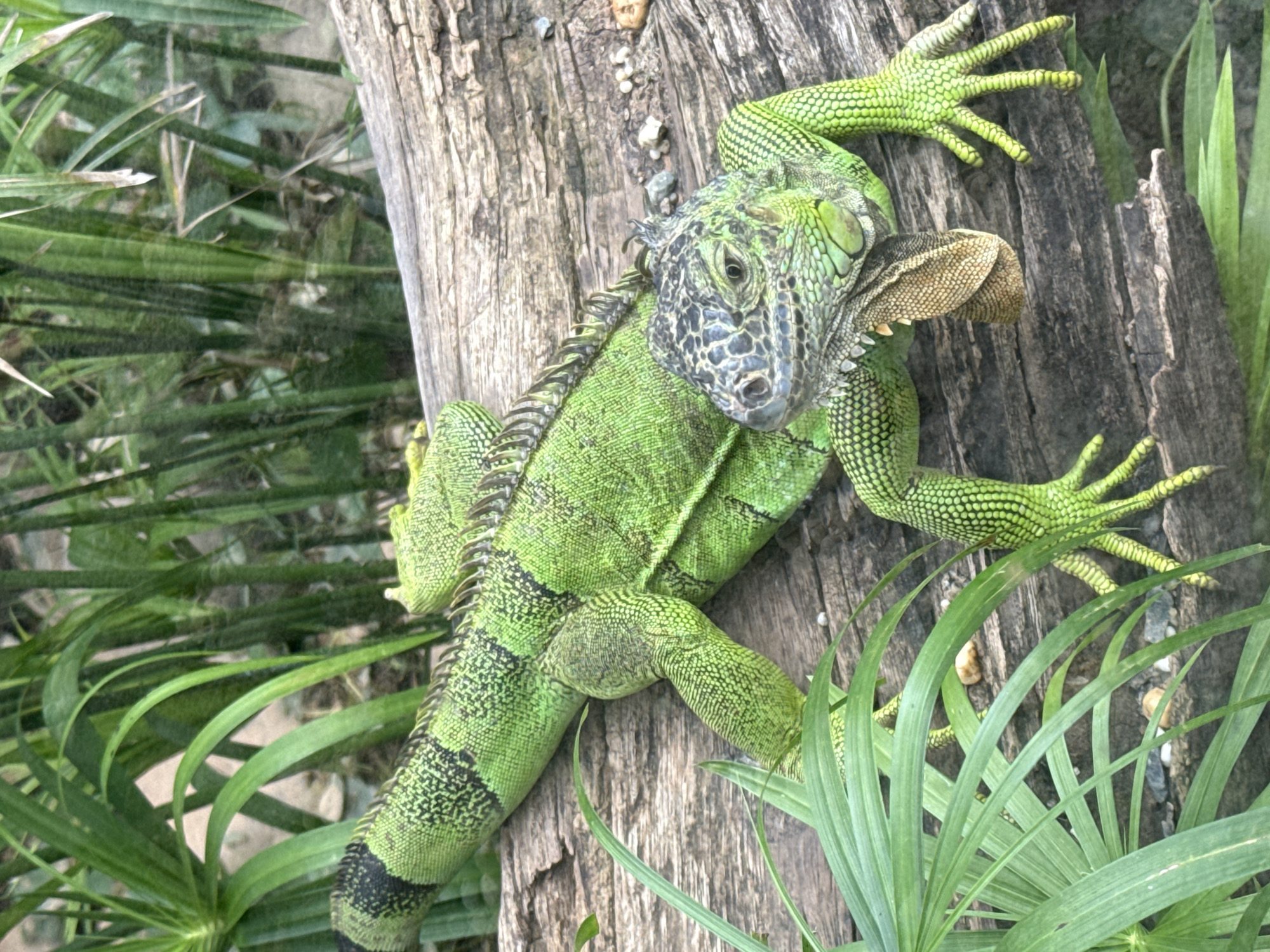 An iguana with green scales and black markings rests on a rough wooden log. The iguana's head is turned slightly towards the viewer, and its eyes are open. Its front legs are stretched out, with its claws extended, and its hind legs are bent. The iguana is surrounded by lush green foliage. The scene is likely part of a zoo or wildlife exhibit, potentially in Thôn 5, Vietnam, though no specific city markers are present in the image.