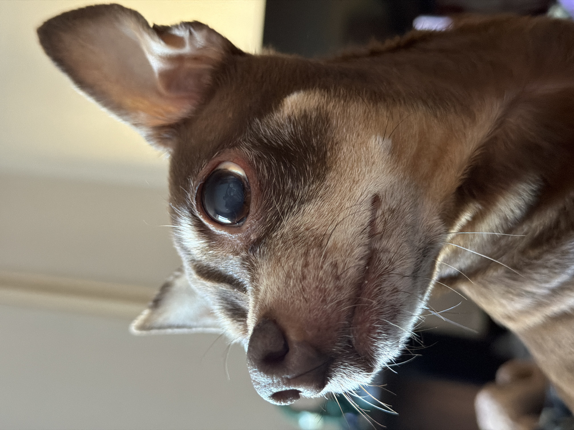 A close-up, low-angle portrait captures the face of a small brown dog, likely a chihuahua or similar breed, peering downwards. The dog's head is tilted, and its large, dark right eye, which shows a distinct reflection of a window or light source, is the focal point. Its short fur is predominantly brown, with areas of lighter brown and some white or cream patches visible on its snout and chest. A dark, slightly moist nose and numerous prominent white whiskers are clearly visible around its muzzle. The dog's right ear is perked upwards, revealing lighter fur on its inner surface. The background is a soft, out-of-focus light beige, suggesting an indoor setting with bright, diffused daytime lighting. There are also darker, indistinct shapes in the upper background. The dog's expression appears curious and alert. No text is visible, and there are no specific visual cues to indicate the location as Saint Petersburg, Russia.