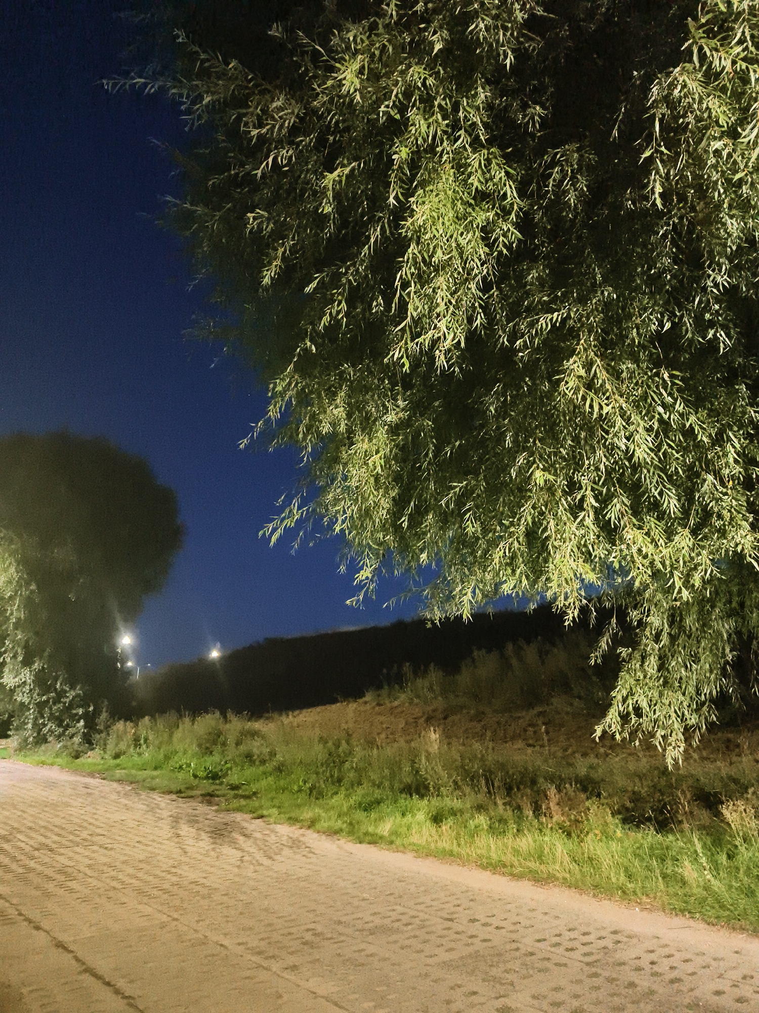 The image depicts an outdoor scene at night, likely in Tczew, Poland, given the context of the request. In the foreground, a paved walkway, possibly made of interlocking pavers, runs diagonally from the lower left to the lower right of the frame. The walkway is illuminated by artificial light, casting warm tones on its surface.
To the left of the walkway, there is a dense, dark green tree with foliage that appears illuminated from below or the side, creating a soft glow. Further into the scene, beyond the walkway and the foreground tree, is a gentle slope covered with grass and vegetation. Several streetlights are visible on the left side of the slope, their illumination creating blurred bright spots.
Dominating the upper right portion of the image is the drooping canopy of a large tree, its green leaves lit from an unseen source, giving them a vibrant, almost translucent appearance against the dark night sky. The sky itself is a deep, clear blue, indicative of nighttime. The overall impression is of a quiet, possibly park-like area at night. There are no people or animals visible in the image.