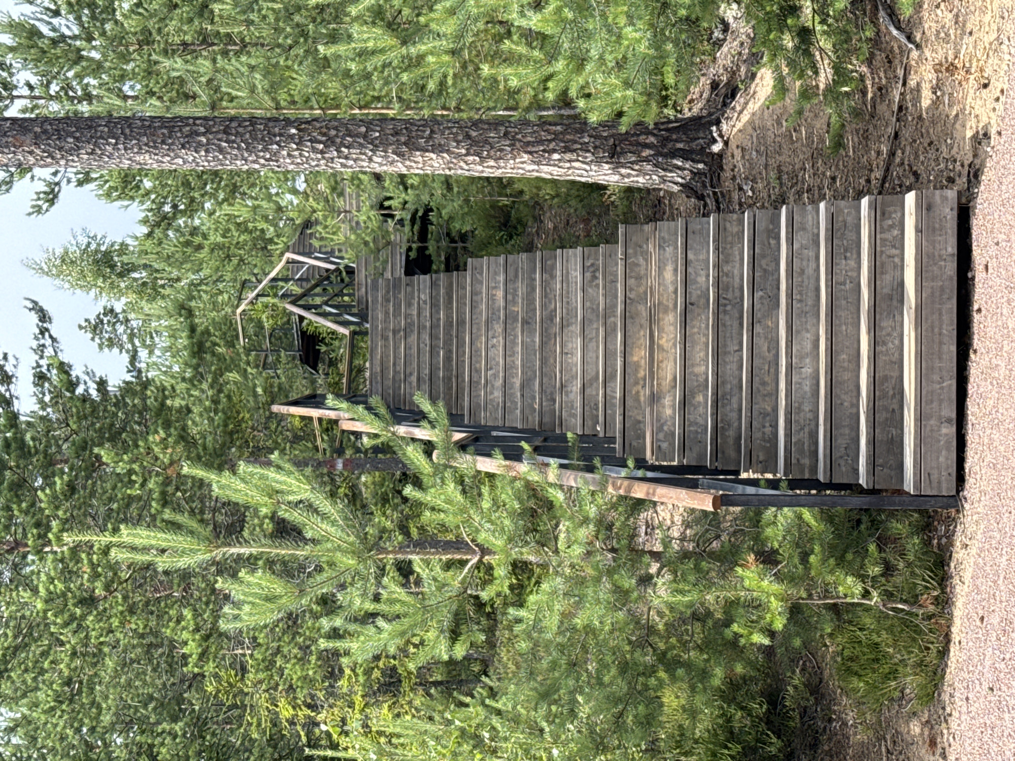 A long, wide wooden staircase with dark metal railings ascends through a dense forest of pine trees. The stairs are made of weathered, horizontal wooden planks. The forest floor is covered with pine needles and dry leaves, with some patches of green undergrowth and heather visible. In the background, the trees are tall and abundant, with a bright, slightly overcast sky visible through the canopy. The overall scene suggests a natural, outdoor setting, possibly a hiking trail or a viewpoint. The image is devoid of any people or animals. The location is specified as Peski, Russia.