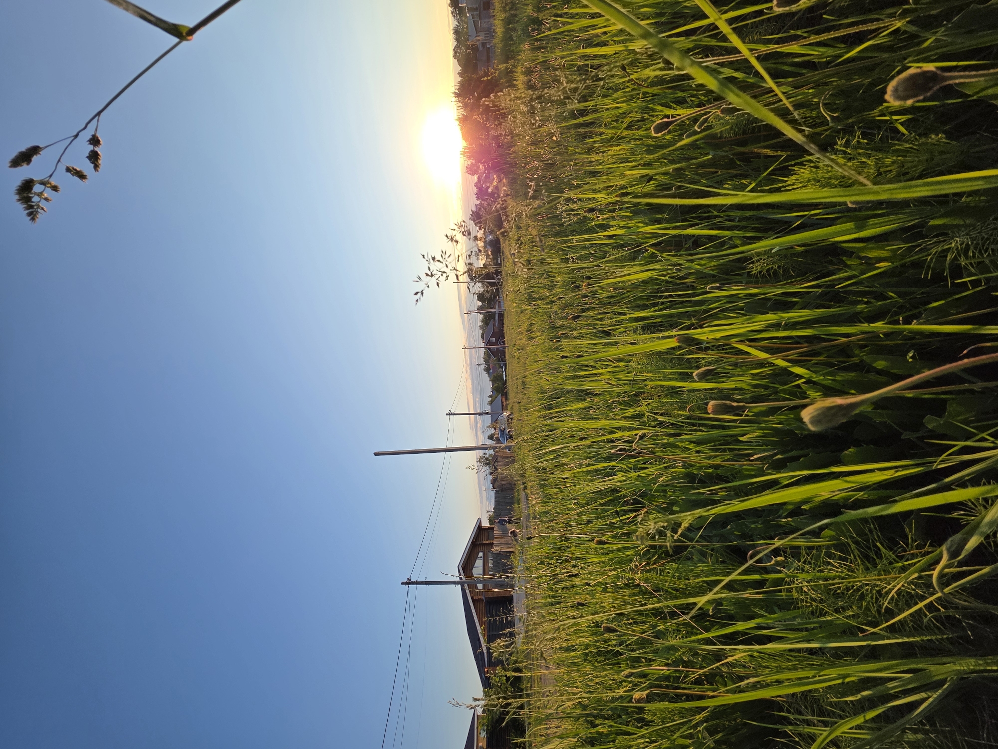The image, captured in Chaikovsky, Russia, presents a vibrant sunset scene viewed through tall, green grass. The photograph is oriented vertically, with the bright setting sun and horizon along the upper-middle edge, and the foreground grass extending along the right side of the frame. The sky, a clear blue, occupies the left portion of the image, transitioning to lighter hues near the horizon.
The immediate foreground is filled with dense, lush green grass and various weeds, several displaying prominent seed heads or buds. These plants are bathed in the warm, golden light of the setting sun, which creates a soft glow and highlights their textures. This low-angle perspective creates an immersive feeling, as if looking up from within the field.
Along the horizon, the sun glows intensely, casting a warm hue across the distant landscape. Below the sun, in the mid-ground, are utility poles with power lines, indicating a rural or semi-rural settlement. Residential structures, including a distinctive wooden house, are visible amidst the trees. Small, indistinct figures, possibly people or animals, are visible near these buildings. The far background features a soft outline of hills or trees, silhouetted against the bright sky, completing the serene view.
The time of day is clearly sunset, characterized by the sun low on the horizon and the warm, golden light. The weather appears clear and calm, with no clouds visible. There is no visible text in the image.