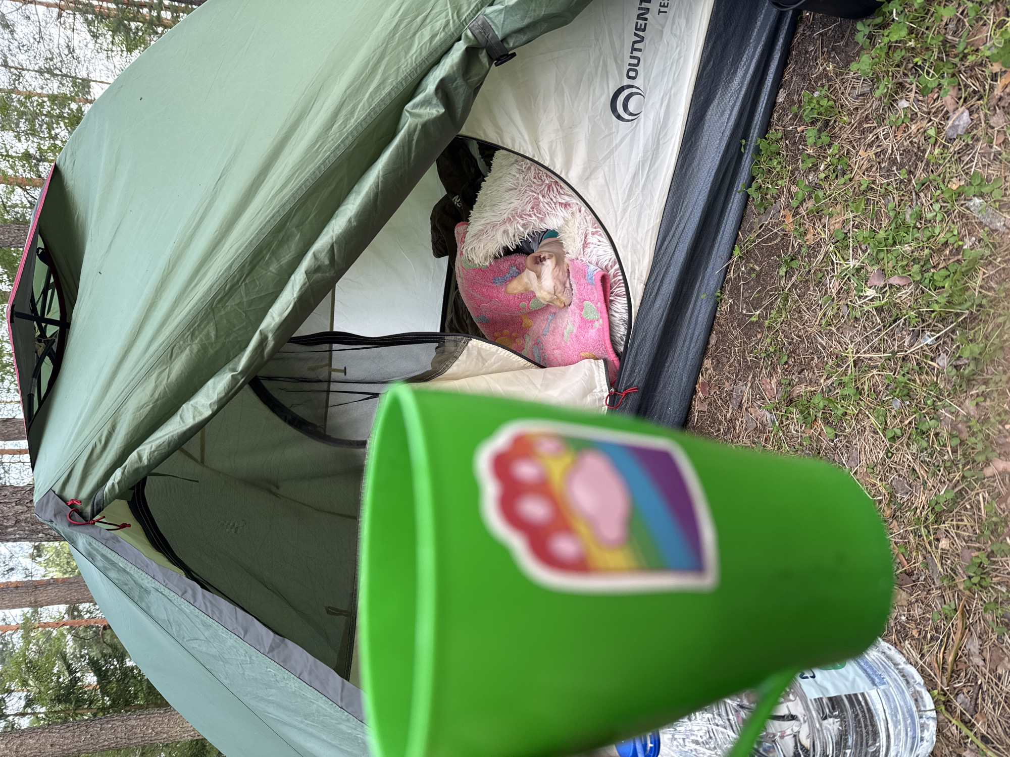 The image depicts a camping scene in the city of Tselodubovo, Russia. In the foreground, a bright green mug with a rainbow paw print sticker is prominently displayed. Behind the mug, a green tent is set up, with its entrance partially open. Inside the tent, a Sphynx cat is visible, sleeping comfortably on a pink blanket and a fluffy white pillow. The environment is outdoors, with trees and dry foliage suggesting a forest setting. A plastic water bottle is also visible next to the mug. The overall scene conveys a sense of peaceful relaxation and outdoor adventure.