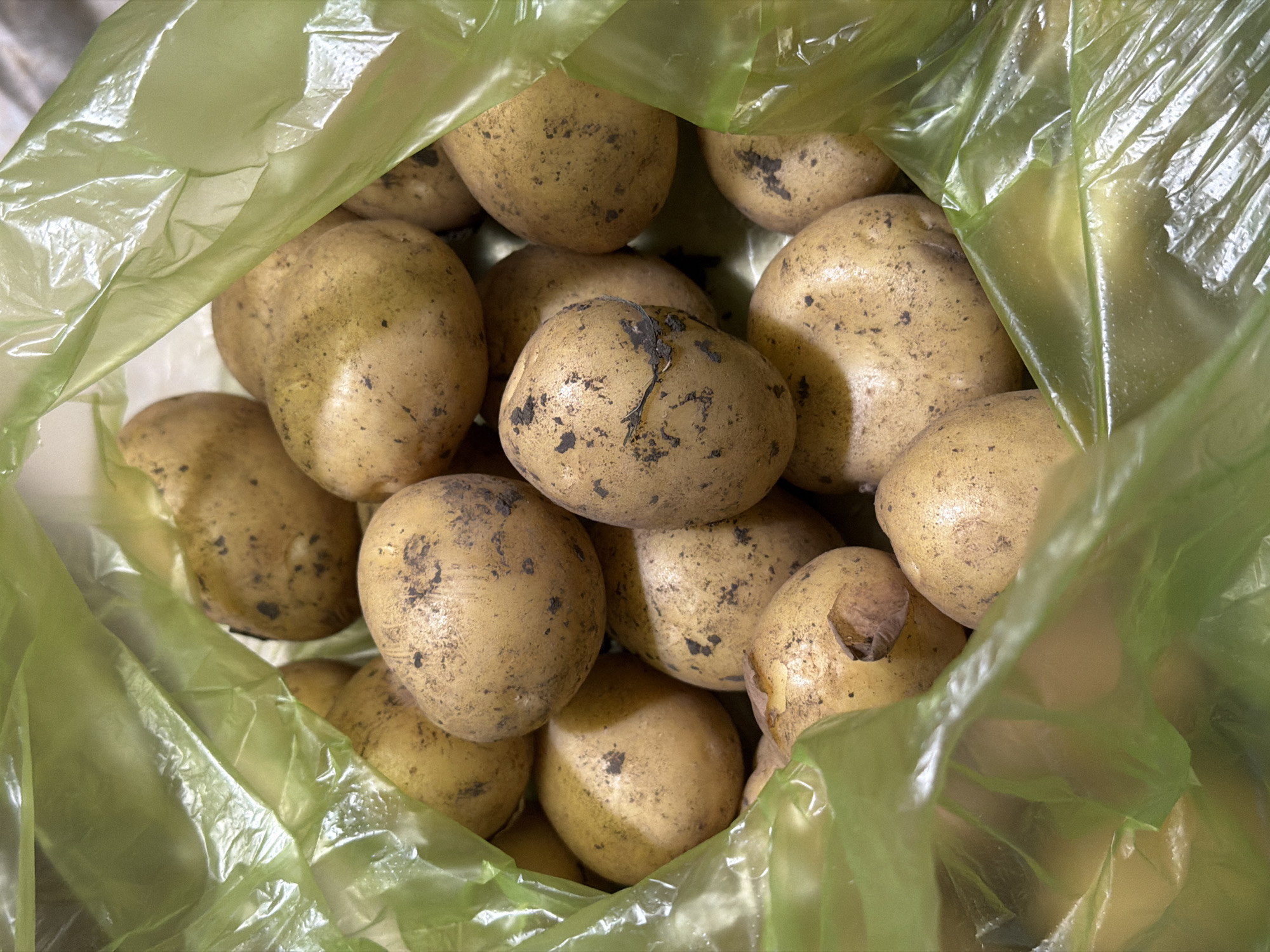 In an indoor, likely domestic setting, a pile of approximately twenty raw, unpeeled potatoes are visible within a translucent, light green plastic bag. The potatoes are a light brown or tan color, with varying amounts of dirt and blemishes on their skins. Some potatoes have visible sprouts or indentations. The plastic bag is slightly crinkled and appears to be sitting on a flat surface. The lighting is even, with no strong shadows. The scene is static and shows no human presence or activity. The location is unknown.