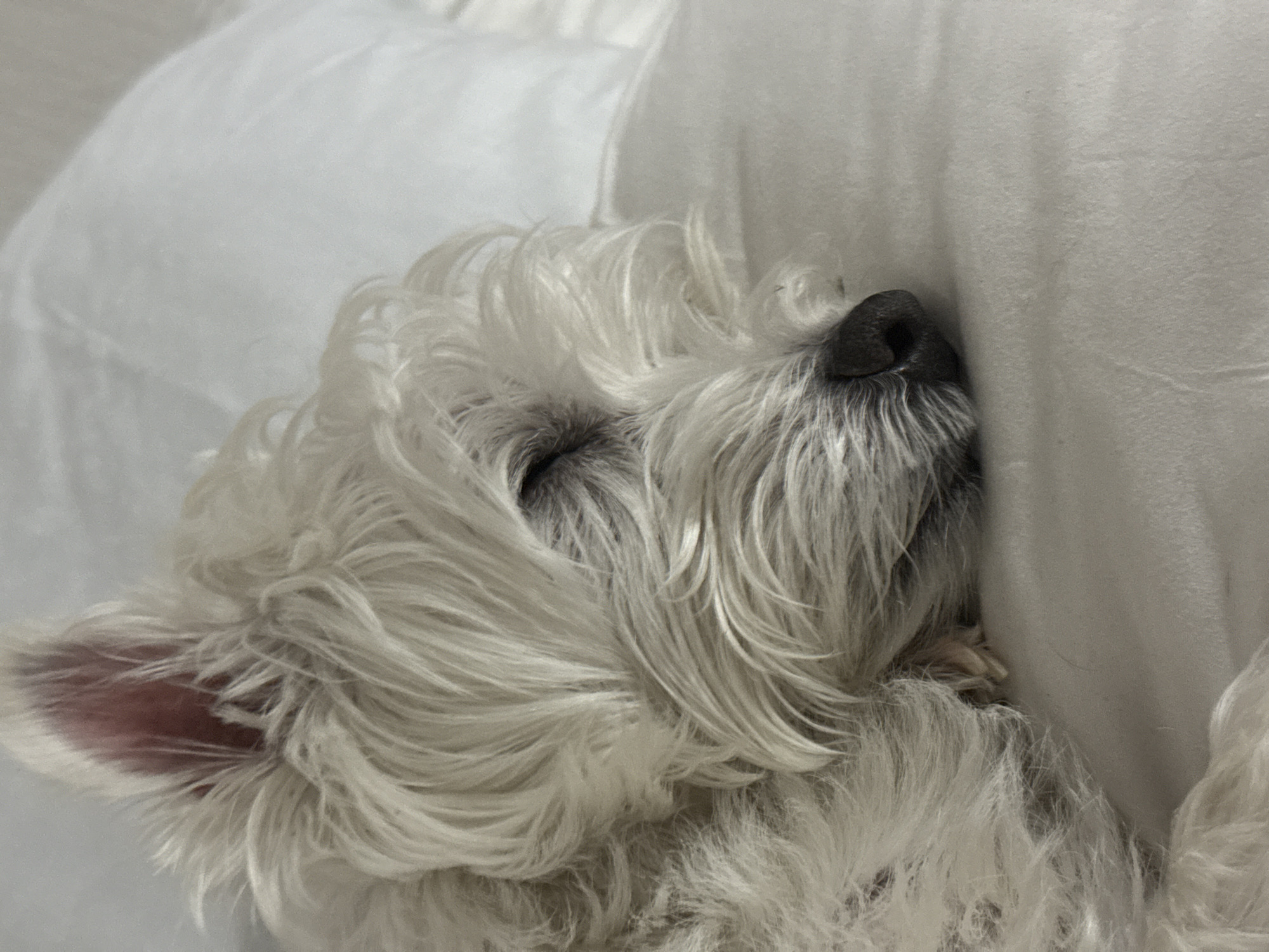 A small, white, long-haired canid, consistent with a terrier breed, is depicted sleeping on a light-colored fabric surface. The animal is lying on its left side, with its eyes closed and partially obscured by its dense, shaggy white fur. The inner surface of its visible right ear (viewer's perspective) presents a pinkish tone. A black nose is visible at the tip of its furry muzzle. The background consists of plain, light-colored bedding with minor creases, and a lighter, possibly cushioned object in the upper-right quadrant. The lighting is soft and uniform, suggesting an indoor setting. No human subjects or identifying accessories on the animal are visible. The image is reported to be located in the city of Vniissok, Russia, though no specific geographical markers are discernible within the frame.