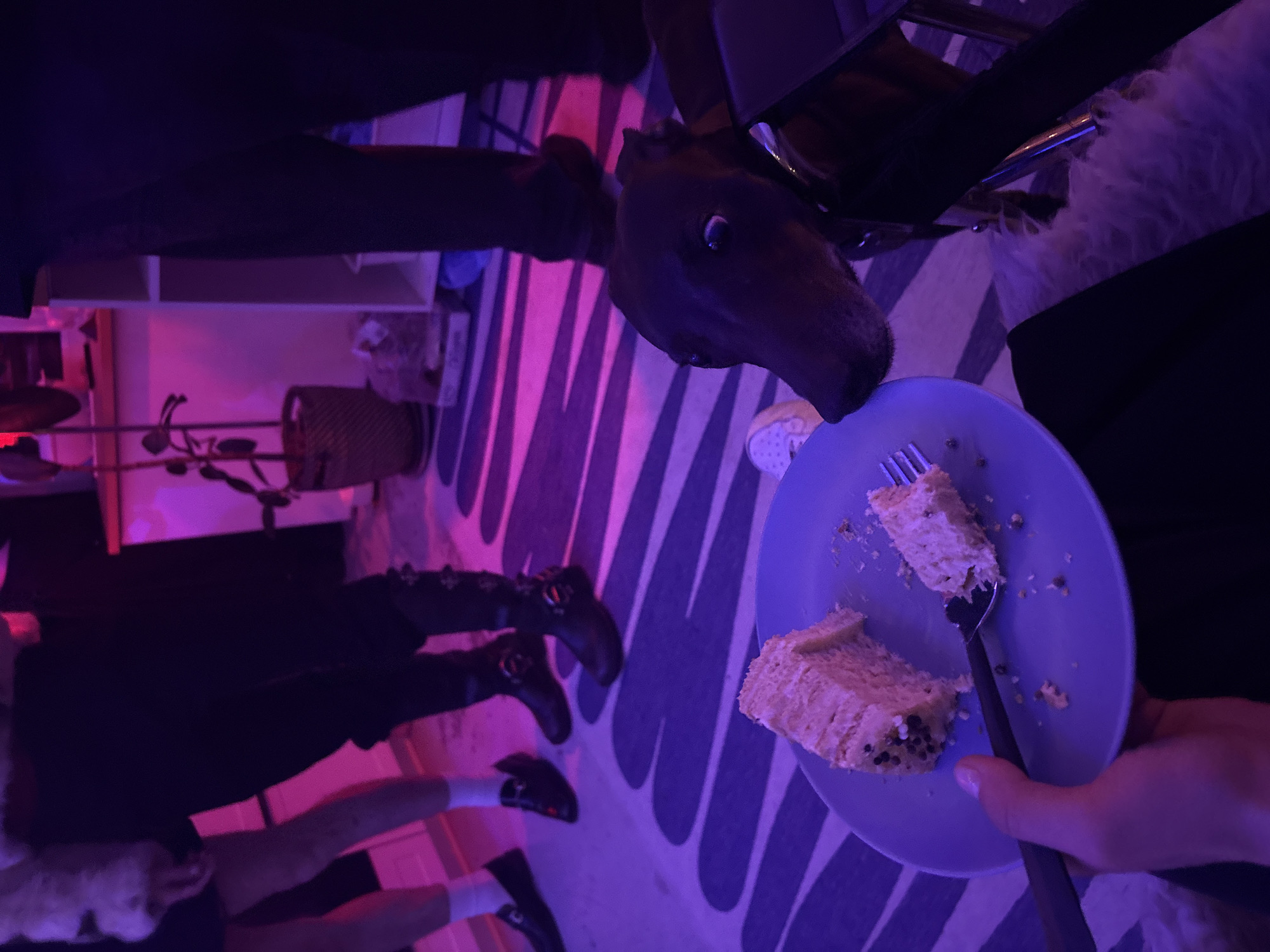 A person holds a blue plate with a fork and two pieces of cake while a dog stretches its neck towards the plate. The scene appears to be indoors, illuminated by a purple and pink light source. The floor has a black and white curved pattern. A chair and a shelf can be seen in the background. The location cannot be determined to be Moscow, Russia, based solely on this image.