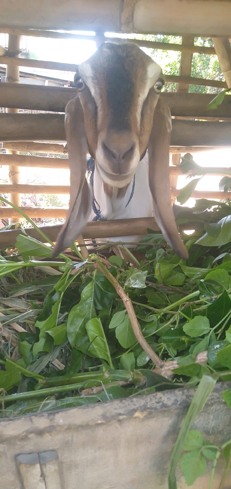 The image shows a close-up of a goat in an enclosure in Plemahan, Indonesia. The goat is brown and white with long, floppy ears, and it is looking directly at the camera. It is standing behind a wooden fence, and in front of it is a pile of green leaves, likely food. The enclosure appears to be made of bamboo and wood. The background shows some greenery and sunlight filtering through the enclosure, suggesting an outdoor setting. The image is taken from a low angle, looking up at the goat.