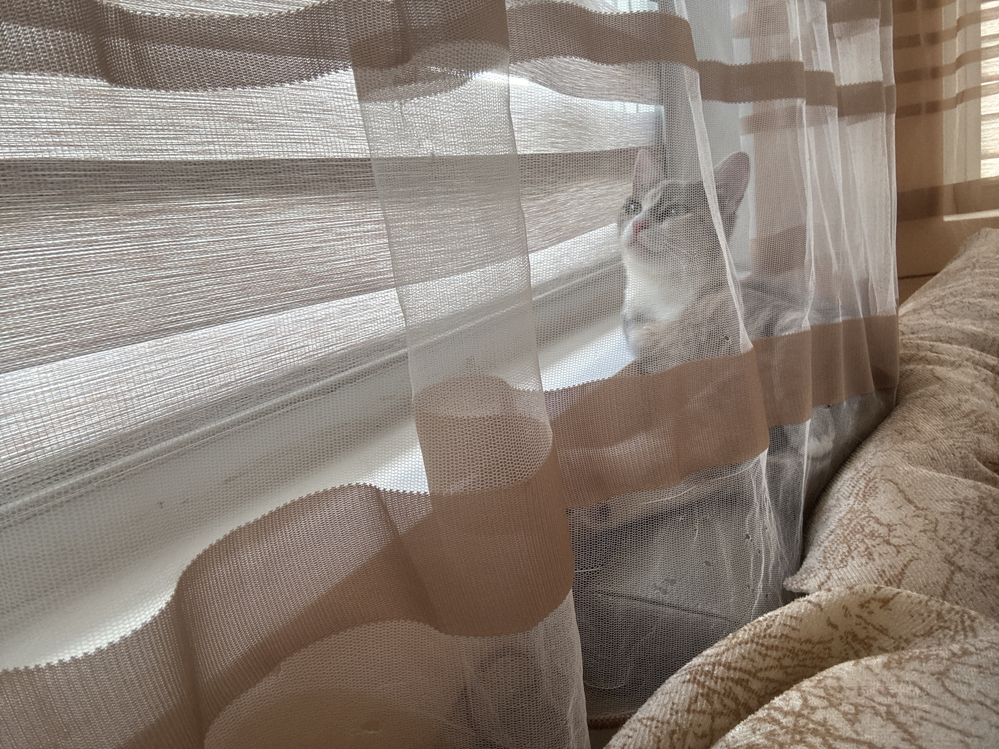 A kitten with white, gray, and tan markings peers out from behind sheer, horizontally striped curtains. The curtains are translucent and hang in front of blinds. The kitten's face is partially visible as it looks upwards and to the left. The background suggests an indoor setting, possibly a bedroom, with a textured fabric, likely bedding, visible on the right side of the image. No specific location in Provadia, Bulgaria, can be identified from the image.