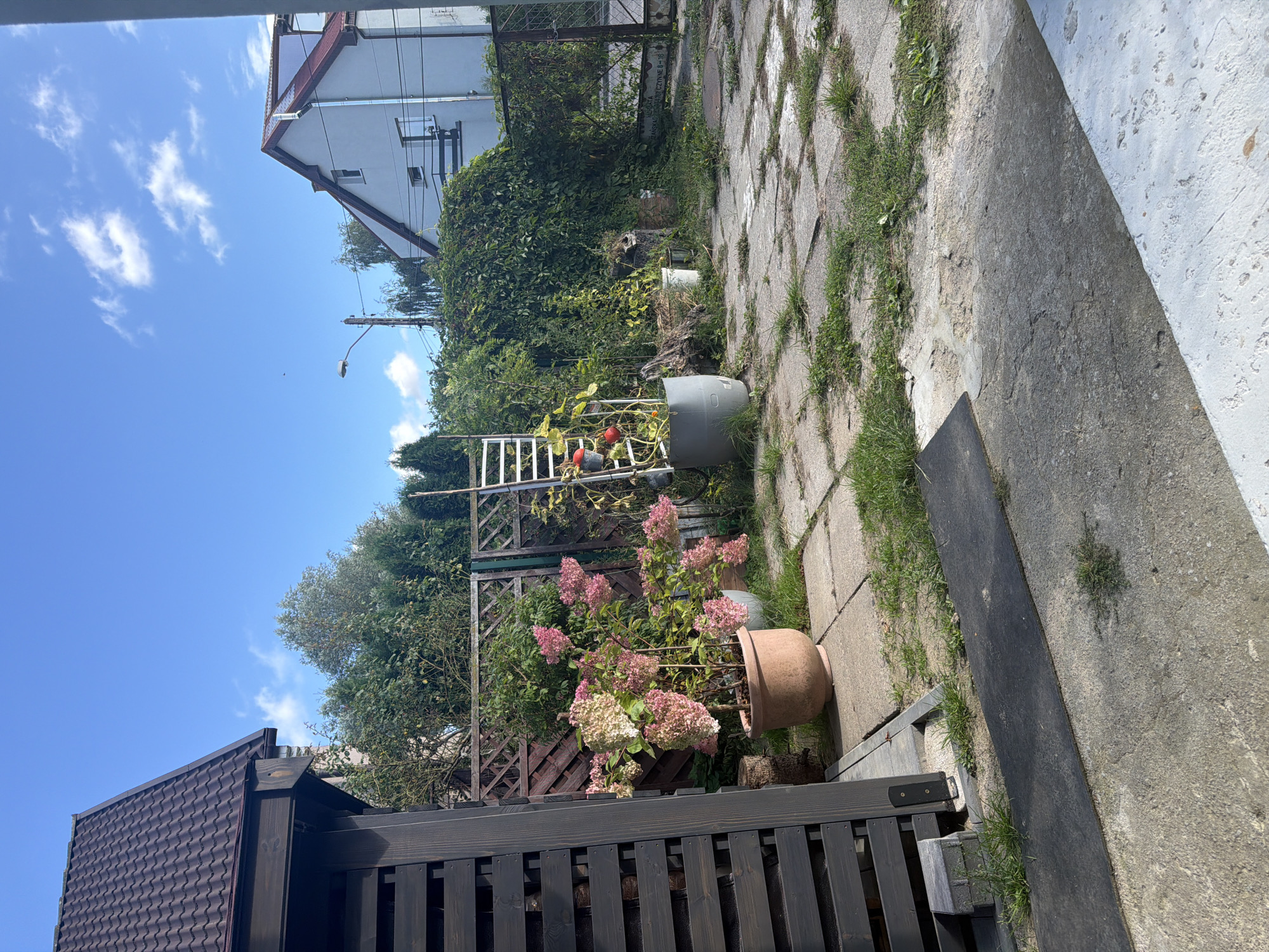 This is a ground-level, full-frame, exterior photograph of a residential backyard in Szczecin, Poland, on a clear day with scattered clouds. In the foreground, a dark gray slate slab is laid on cracked concrete paving stones. To the left, a dark wood gazebo structure with a brown tiled roof is partially visible. Behind the gazebo, a lattice fence separates the yard. A large terracotta pot contains a blooming hydrangea plant with pink and white flowers. Adjacent to it, a large gray planter holds a vine with red tomatoes. In the midground, a metal ladder leans against the vine. Beyond the planters, a dense green hedge grows against a fence. To the right, a white residential building with a red roof is visible, along with a street lamp and telephone pole. The ground is covered with grass and scattered leaves.