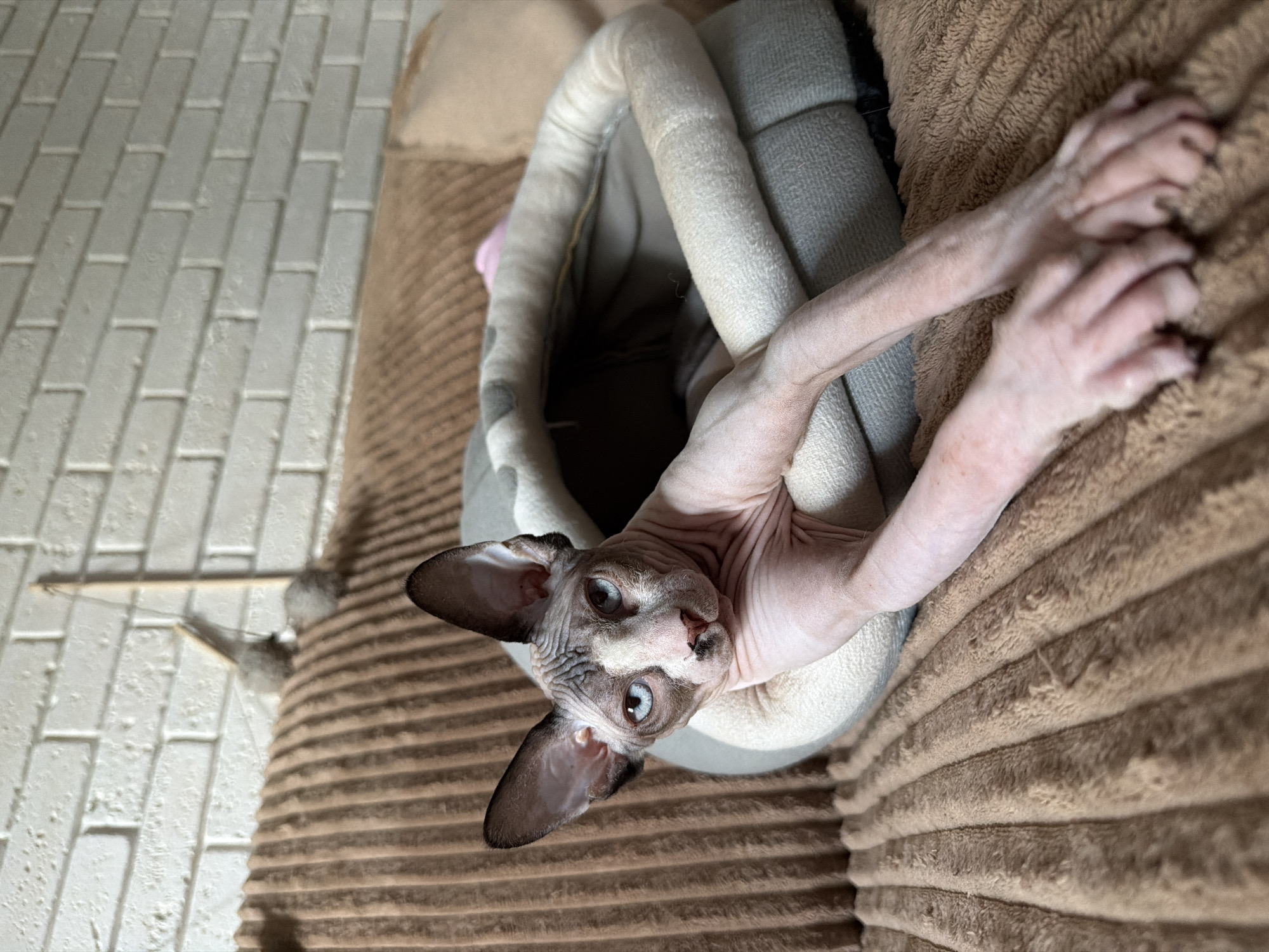 A hairless cat with blue eyes and dark markings on its face and ears is lying in a soft grey and white cat bed. The cat bed is placed on a brown, ribbed couch. In the background, a white brick wall is visible, with a dangling cat toy attached to a stick on the wall. The cat's paws are extended forward, resting on the couch.