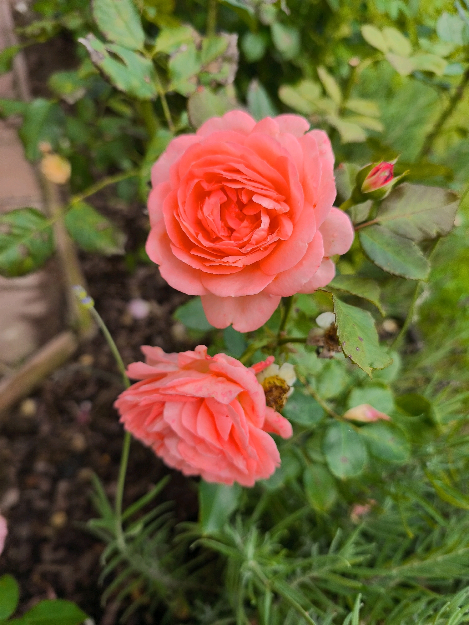 The image is a close-up, slightly angled shot of two blooming pink roses and a rosebud, nestled amongst green foliage. The roses are the central focus, with the upper rose being fully open and layered with delicate petals, while the lower rose is also open but appears slightly wilted. A small, unopened rosebud with hints of red is visible to the right of the upper rose. The background consists of dark soil and various green leaves, some of which show signs of minor discoloration or spotting. The lighting is soft, creating a natural, outdoor ambiance. The scene appears to be a garden. There are no people or animals present in the image. The provided location of Vyshegorod, Russia is not visually discernible from the image itself.