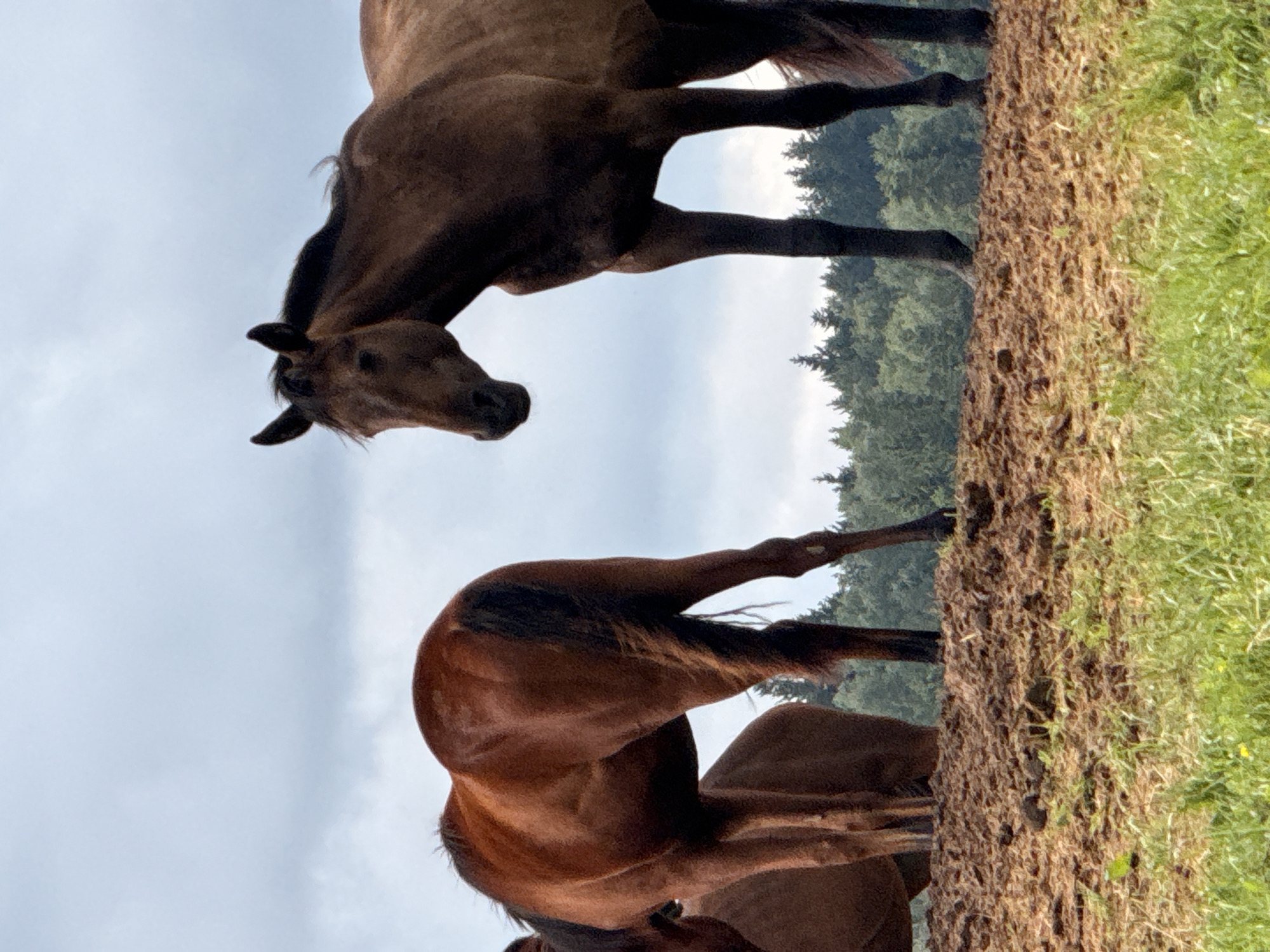 In Galinė, Lithuania, three horses are standing on a muddy hill with sparse green grass at the bottom. The horse on the right is dark brown and facing left, looking down. Its head is bowed, and its mane is dark. A second horse, a lighter shade of brown, is to the left and slightly behind the first horse, facing away from the camera. Its back and hindquarters are visible. Partially obscured by the other horses is a third horse, also brown, facing left with its hindquarters visible. In the background, a dense line of green trees forms a horizon against a cloudy sky. The ground is rough and uneven, covered in mud and a mix of dry grass and soil.