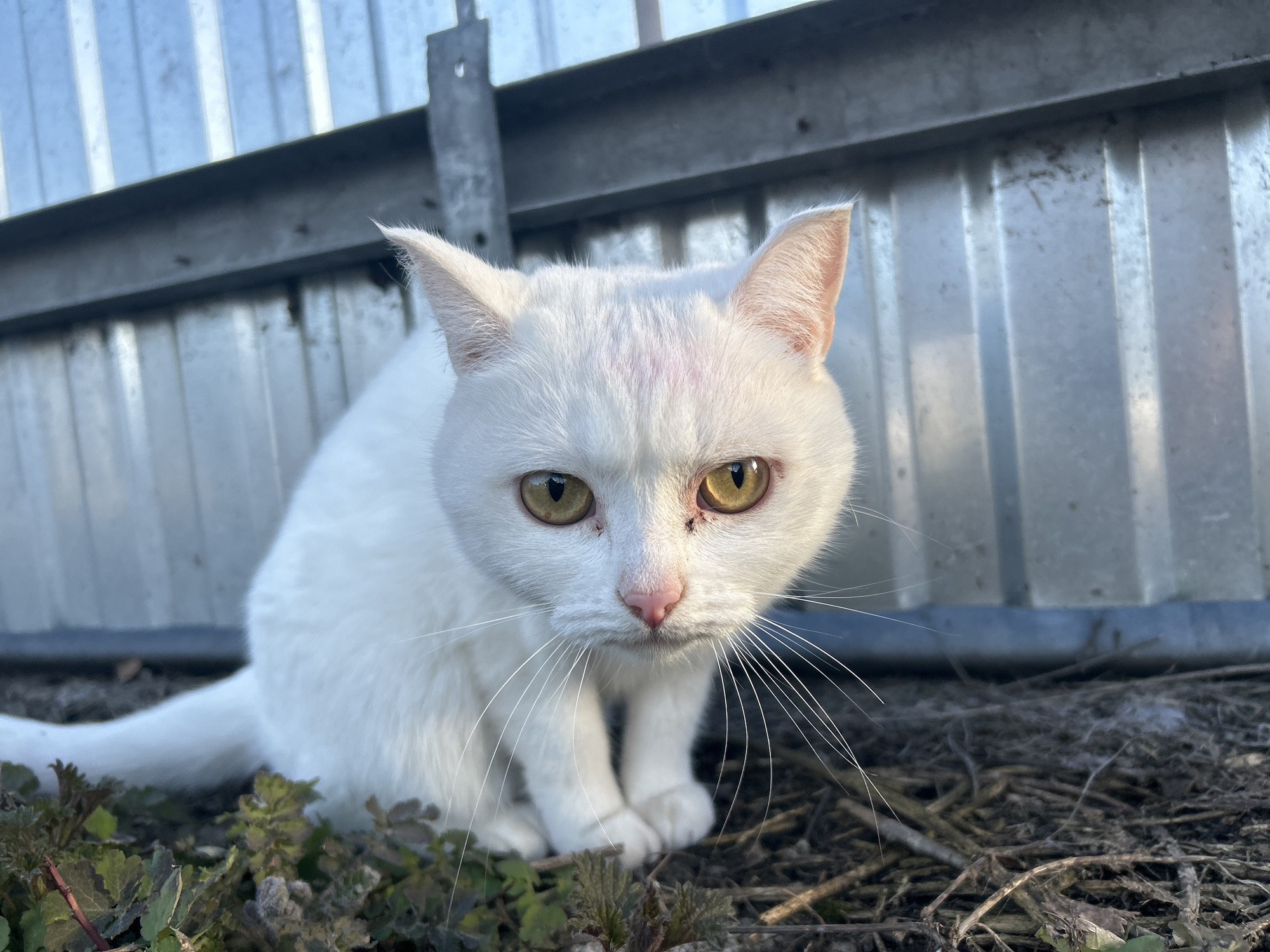 A white cat with striking golden-yellow eyes is depicted sitting on the ground, looking directly forward at the viewer. Its face shows a pink nose, long white whiskers, and a subtle pinkish discoloration on its forehead. Small dark marks are visible near its left eye. The cat's ears are alert and upright, and its white fur appears clean.
The background consists of a metallic, corrugated fence or wall, light grey or silver in color, with horizontal support structures. This suggests an outdoor setting, possibly a yard or an area adjacent to a building. The foreground features dark earth covered with dry organic material, such as small twigs, dead leaves, and sparse green foliage, indicating a natural, somewhat unkempt ground.
The lighting is bright, suggesting daytime conditions, possibly with a low sun casting soft light on the scene. The cat's expression appears focused and attentive, conveying a sense of curiosity or mild alertness. There is no visible text in the image. The scene is consistent with an outdoor environment in Chaikovsky, Russia.
