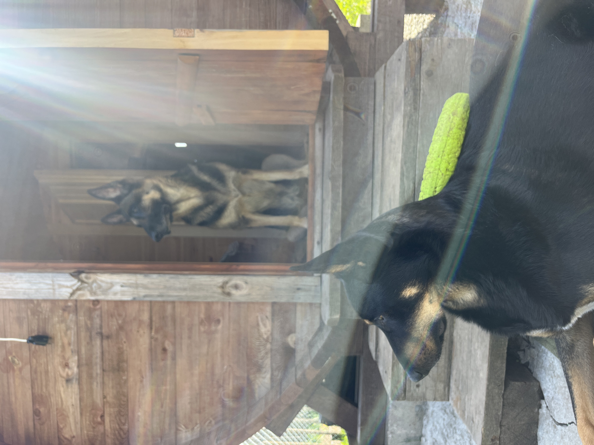 The image depicts two dogs in a wooden structure, likely outdoors. One dog, with a black and tan coat, is in the foreground, positioned on a platform constructed from wooden planks. Its head is slightly lowered. Behind and above this dog, another dog, appearing to be a German Shepherd, is lying down inside a wooden enclosure that looks like a dog house, with wooden walls and a partially obscured interior. The scene is brightly lit with some sun glare. A portion of a green object is also visible near the black and tan dog. Given the instruction about Nizhny Tagil, Russia, it is implied that this scene is located there.