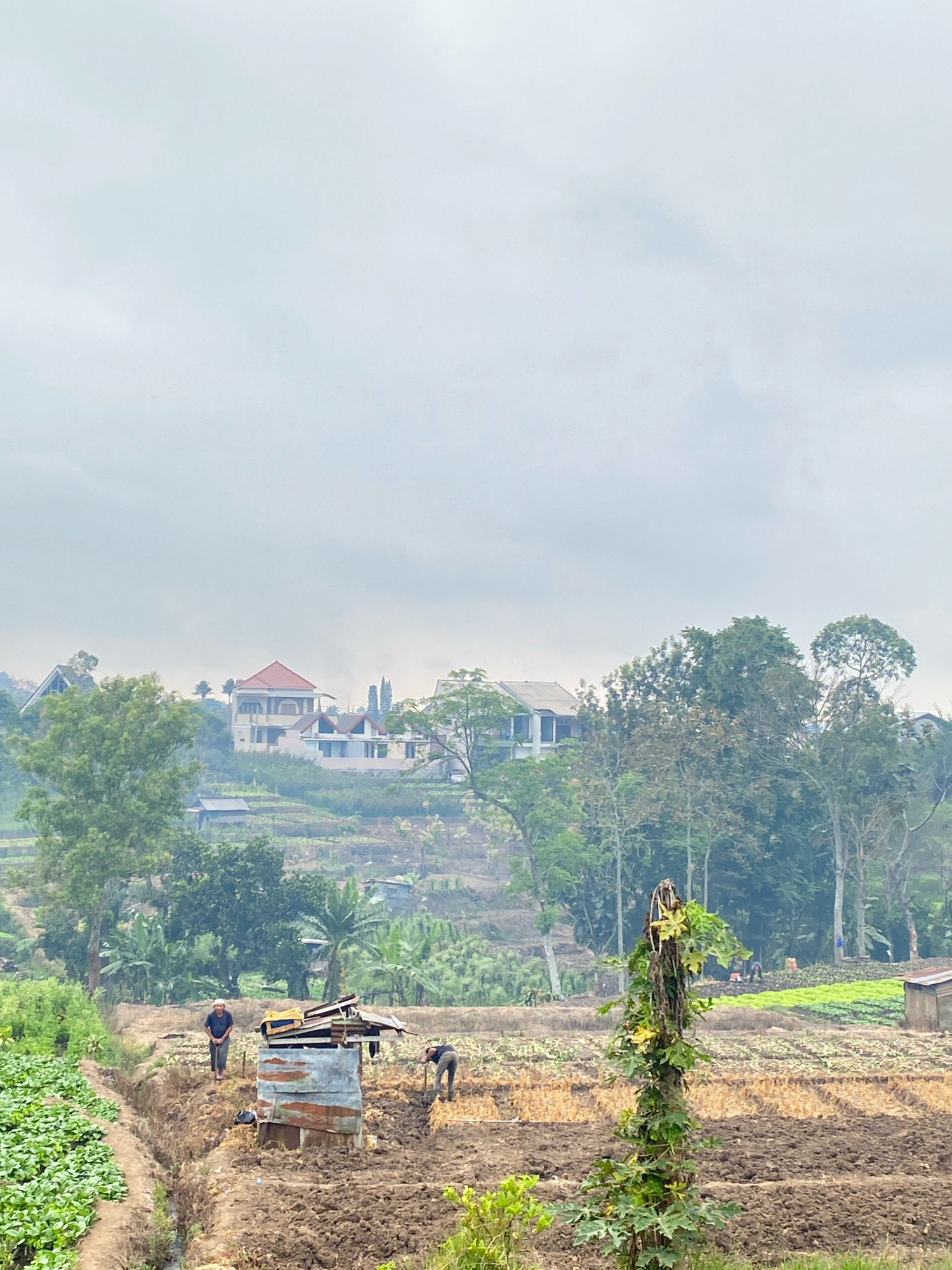 In an outdoor, rural setting with a slightly overcast sky, a view of agricultural fields is presented. The foreground features rows of green crops and tilled earth. In the middle ground, two individuals are engaged in farming activities. One person stands near a small, makeshift structure constructed from corrugated metal and wood. Another individual is bent over, appearing to work the soil. Further into the background, terraced fields stretch across a hillside, with more crops and some residences visible. Trees and vegetation are scattered throughout the landscape, with a notable tall plant with leaves dominating the right side of the frame. In the distance, several houses, some with distinct architectural styles and tiled roofs, are situated on the higher elevations. The overall scene depicts a working farm and a residential area nestled within a hilly, green landscape.