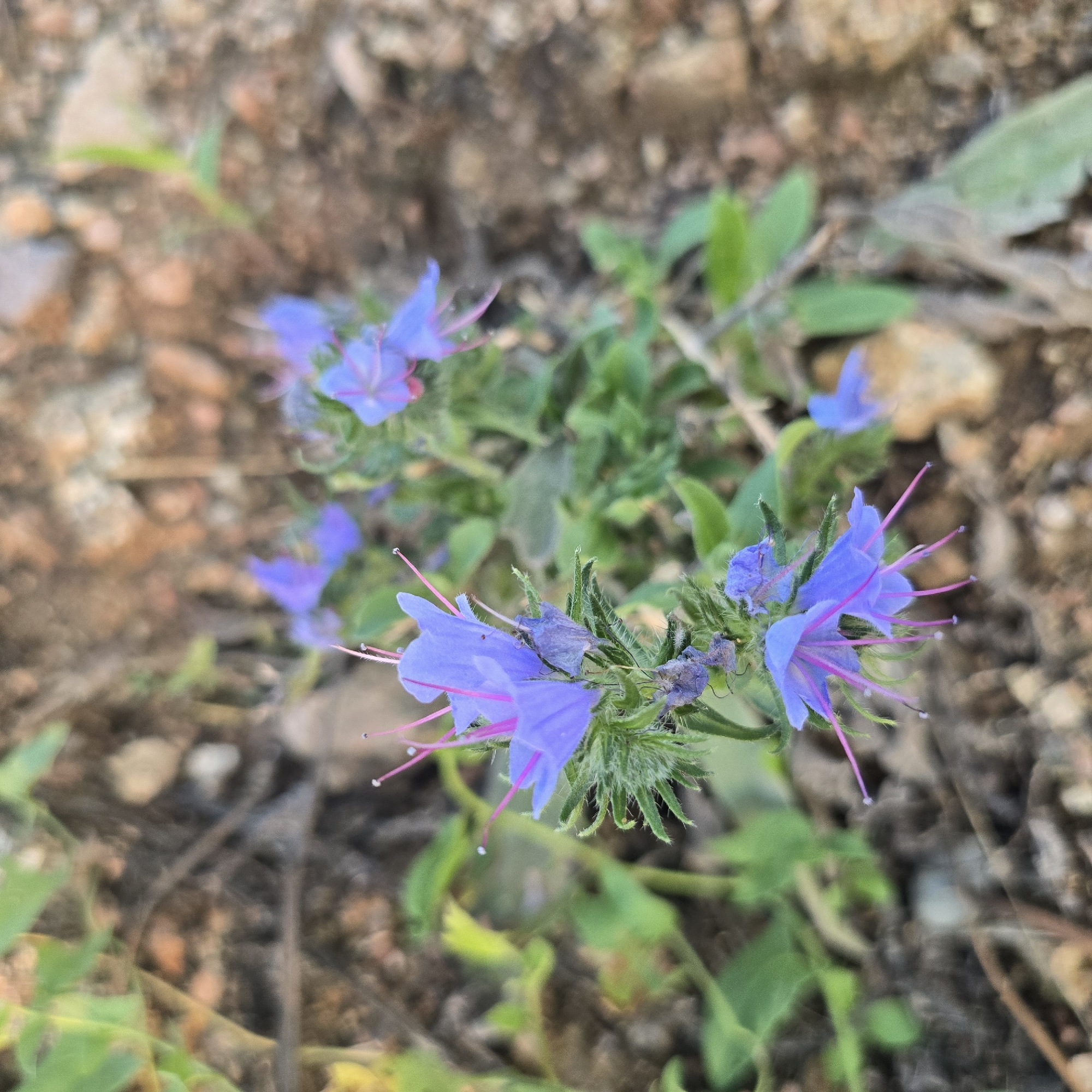 The image shows a close-up of purple viper's bugloss flowers with pink stamens, growing in a natural, outdoor setting. The flowers are clustered on a green stem with fuzzy leaves. The background is a blurred mix of soil, small stones, and green vegetation, suggesting a natural, uncultivated environment. There are no people or animals visible. The scene is lit by natural light, creating soft shadows. The image appears to be taken in Belokurikha, Russia, a resort town known for its natural beauty and mountainous terrain.