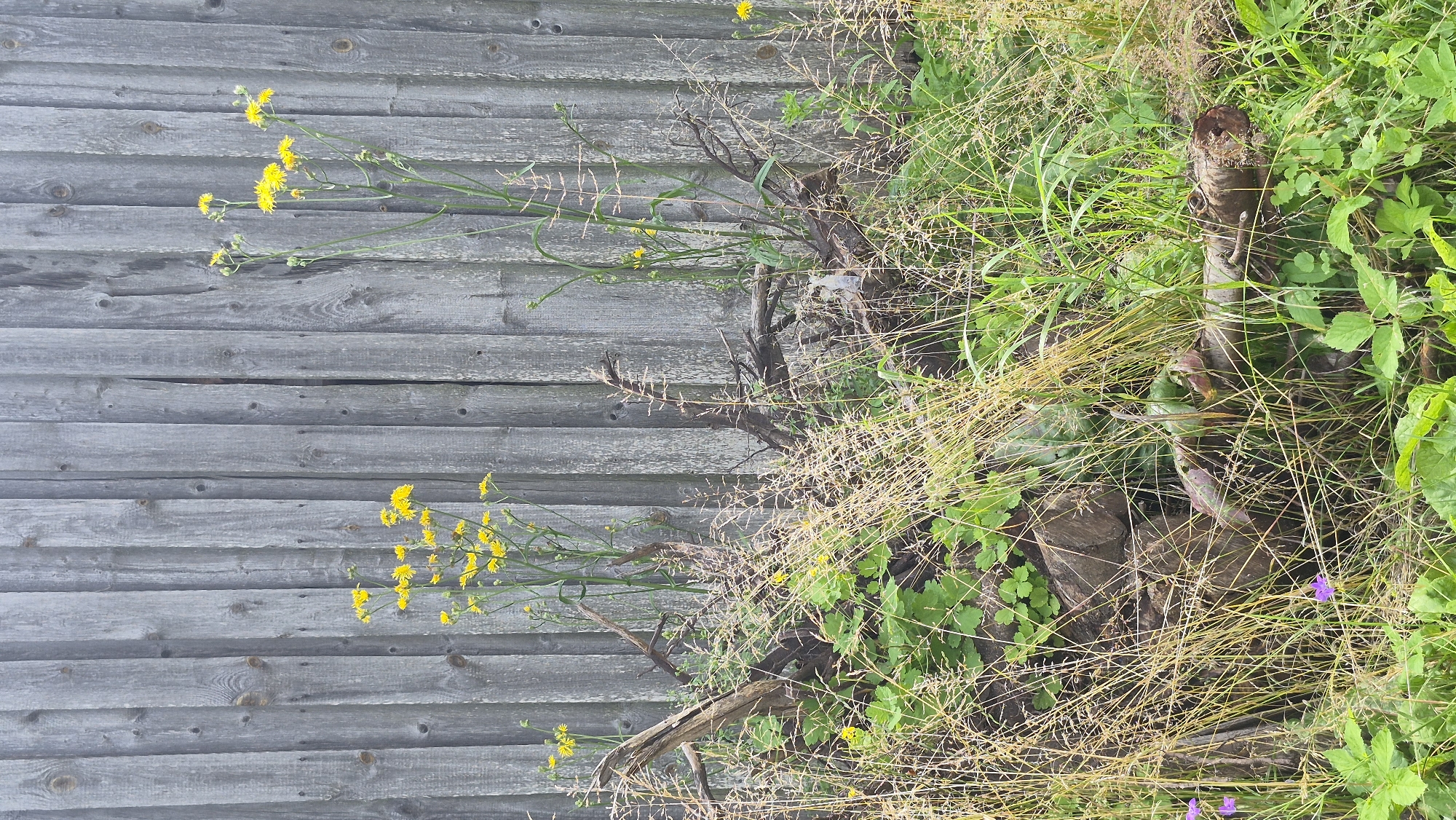 In Krauja, Latvia, an outdoor scene depicts a weathered wooden fence serving as a backdrop to a collection of natural elements. The fence is constructed from vertical wooden planks, showing signs of age and exposure to the elements, with visible wood grain and vertical cracks. In front of the fence, a dense arrangement of vegetation thrives. Small yellow wildflowers are scattered amongst the greenery, with some growing taller and more prominent against the fence. Interspersed with the plants are gnarled pieces of driftwood and exposed roots, creating a rustic, untamed aesthetic. The foreground is dominated by tall, dry grasses, which partially obscure the lower portions of the scene, including some lush green leaves and a few small purple flowers at the bottom left. The overall impression is one of nature reclaiming a man-made structure, creating a textured and somewhat wild environment.