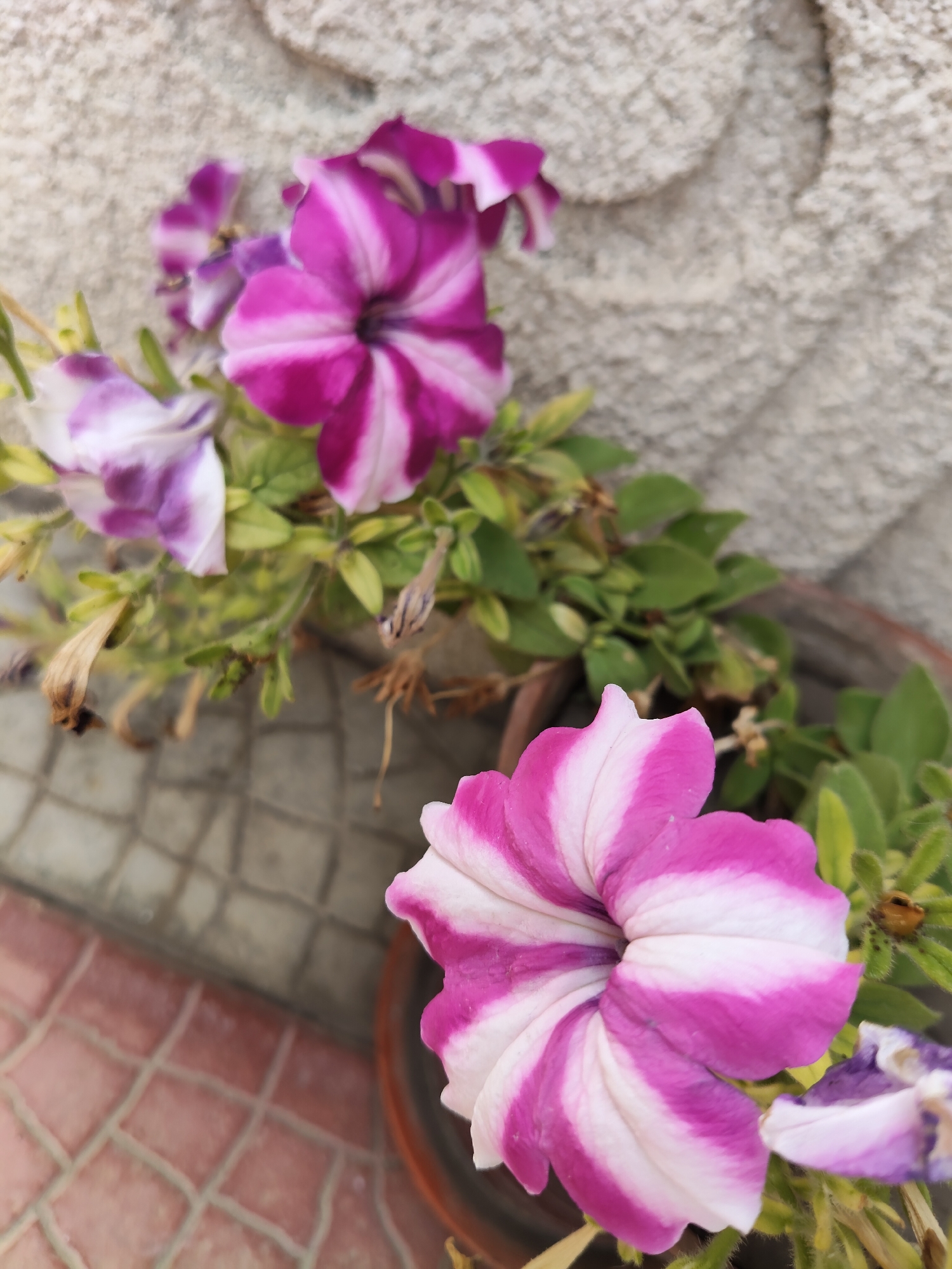 Two petunia flowers, one in sharp focus and the other slightly out of focus, are the primary subjects in this outdoor shot. The petunia in the foreground displays vibrant pink and white stripes radiating from its center. The second petunia, positioned behind and to the left, exhibits a similar striped pattern in shades of purple and white. Both flowers appear to be growing in a pot, with green foliage visible. The background consists of a textured, light-colored wall and a tiled surface, suggesting an urban or garden setting. The image does not contain any people or animals, and no specific actions or interactions are depicted. The scene is likely located in Gîrbova, Moldova, as indicated by the request.
