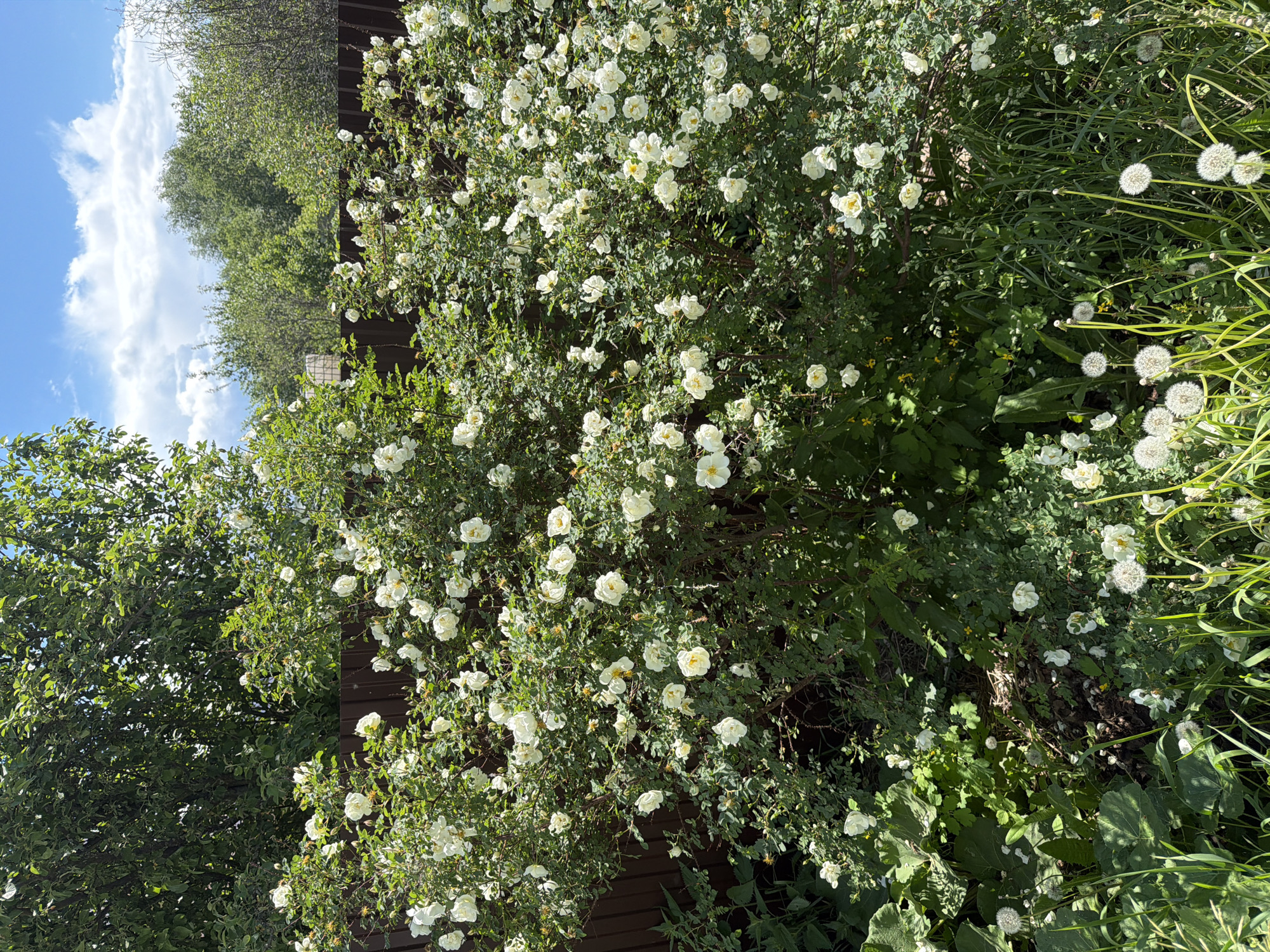 The image depicts a lush garden scene in daylight, seemingly in an outdoor setting. Dominating the view are densely flowered bushes with small white blossoms, possibly roses, cascading over a dark wooden fence or structure. To the left of the bushes is a verdant tree with thick foliage, and to the right, amidst the green growth, are numerous white, spherical dandelion seed heads. The sky, visible at the top left, is blue with some clouds, suggesting a sunny day. The image does not contain indications about the city of Chaikovsky, Russia. There are no people visible in the picture.