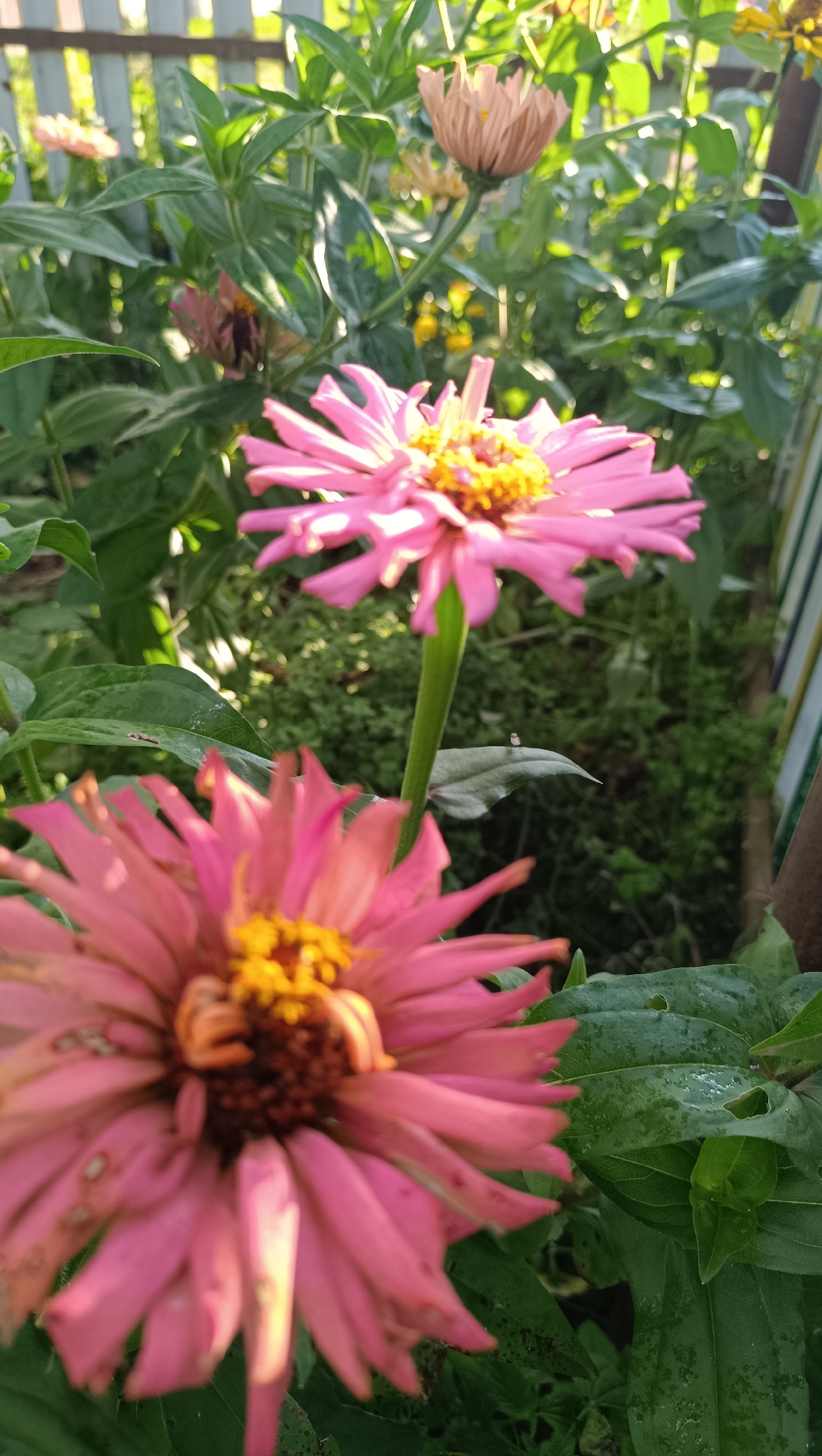 The image depicts a close-up view of two pink zinnia flowers in a garden. The foreground flower is in sharp focus, showcasing its delicate pink petals and yellow center. The background flower is slightly out of focus, as are the surrounding green leaves and a wooden fence. The lighting suggests it is daytime, possibly late afternoon, with sunlight filtering through the leaves. The scene appears to be in a residential garden setting. There are no people or animals visible in the image, and no specific landmarks that would indicate a location within the city of Karsha, Russia.