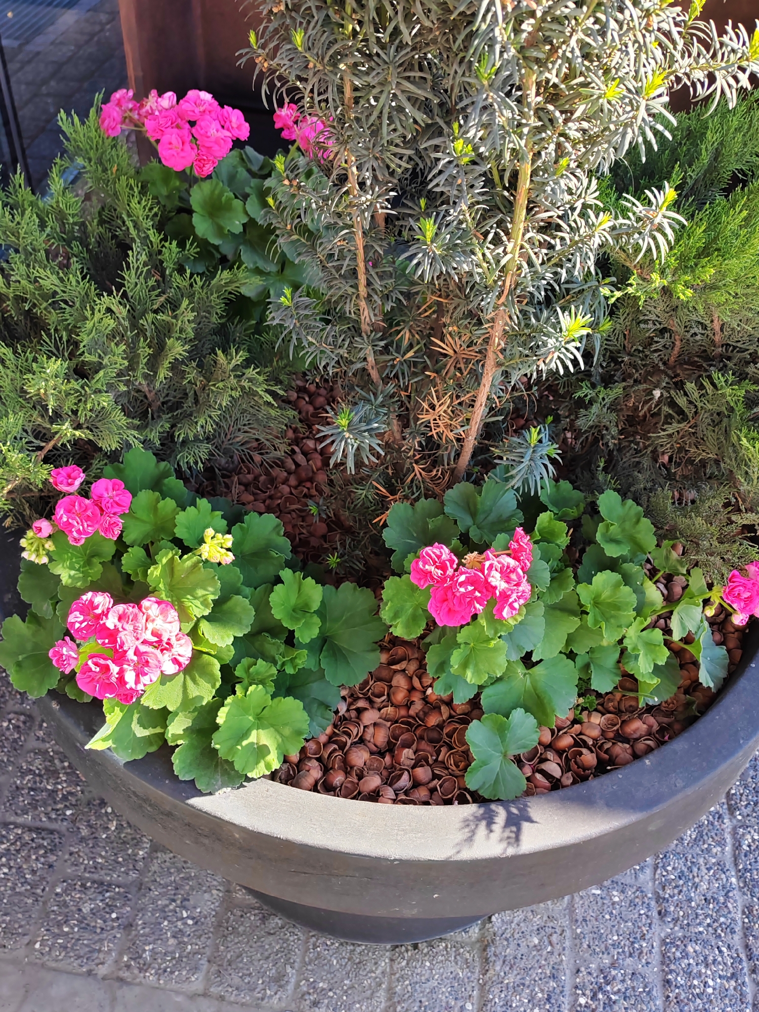 This is a close-up, eye-level shot of a large, dark gray planter filled with a variety of plants, including bright pink geraniums and green foliage. The planter is situated outdoors on a textured stone or paver surface, with a hint of what appears to be a building or wall in the background.
The main subjects are the plants within the planter. Two prominent clusters of bright pink geraniums are visible, one in the lower left and another in the center right. These flowers are in full bloom, with delicate petals. The green leaves of the geraniums are broad and somewhat lobed. Interspersed with the geraniums are other plants, appearing to be evergreen shrubs or trees, with needle-like or scale-like foliage in various shades of green. The soil in the planter is covered with a layer of brown, shell-like material, possibly nut shells, which serves as mulch.
The lighting suggests it is daytime, with sunlight casting shadows, particularly on the rim of the planter. The shadows indicate a bright, possibly sunny day. There are no people or animals visible in the image. The scene is static, depicting a planted planter.
The location cues, such as the type of paving and the plants used, are consistent with an outdoor setting in a temperate climate. The overall impression is one of a well-maintained garden or decorative planting, likely in an urban or suburban environment. No text is visible in the image.