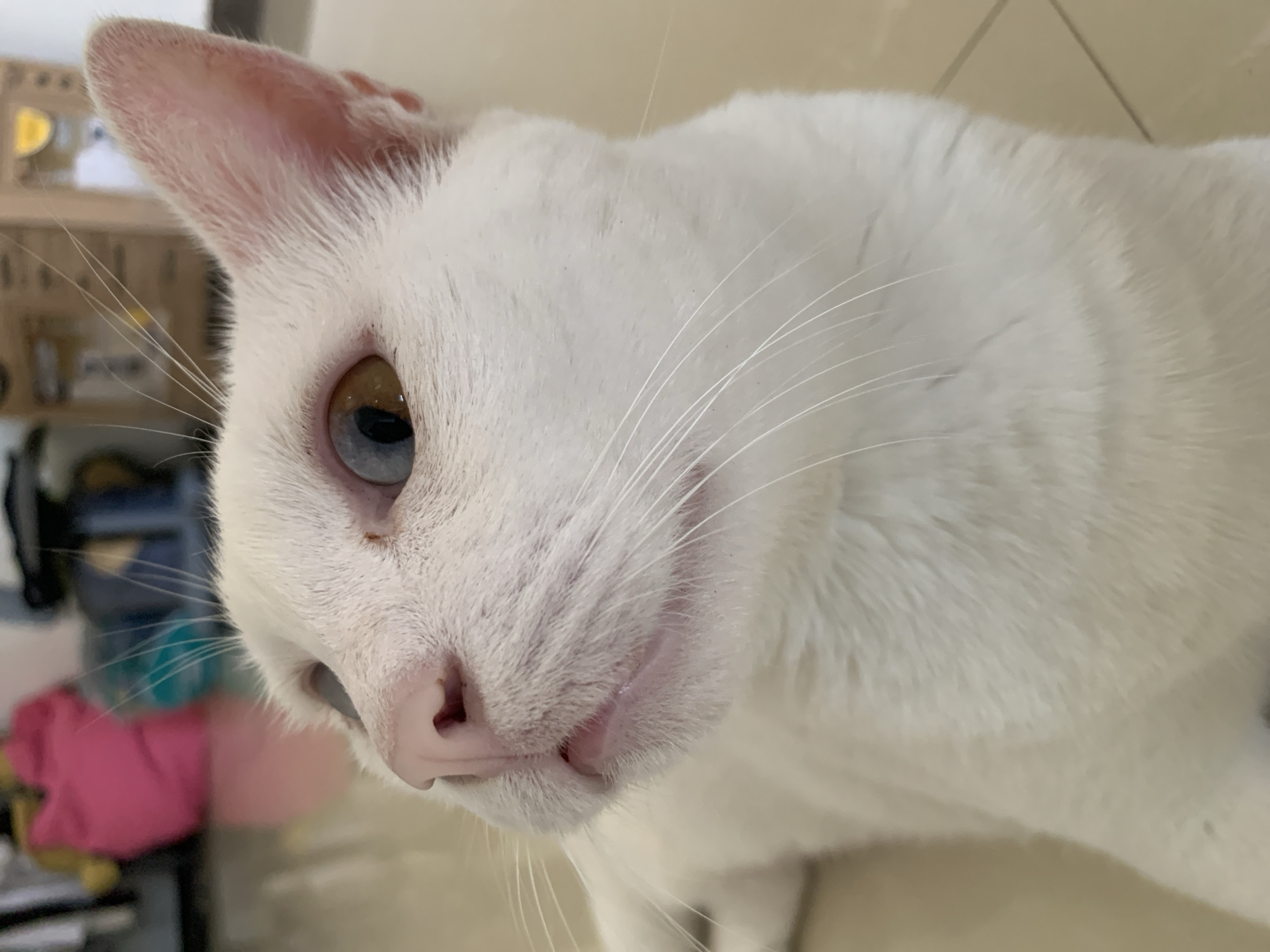 A close-up, low-angle shot focuses on the head of a white cat with heterochromia, one eye being blue and the other brown. The cat's pink nose is prominent, and its mouth is slightly open, revealing a pink tongue. Long white whiskers fan out from its muzzle. The background is blurred, showing a pink bag and possibly other household items. The floor appears to be tiled. The image does not provide specific information about its location in Sukawati, Indonesia.