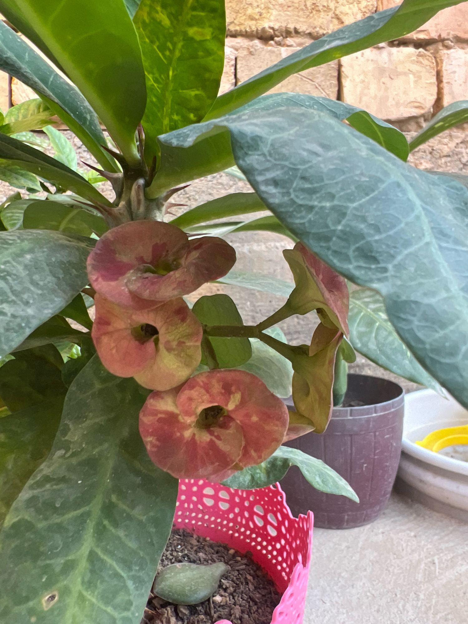 In this close-up image, a flowering succulent plant, likely a Crown of Thorns (Euphorbia milii), is the primary subject. The plant features several clusters of small, reddish-pink flowers with green centers. Its thick, green leaves are prominent, some showing a slightly waxy texture and vein patterns. Sharp thorns are visible along the stem, characteristic of the species.
The plant is potted and positioned outdoors, with a brick wall serving as a blurred background. To the right of the succulent, two other containers are partially visible: a dark brown pot and a lighter colored pot containing what appears to be a yellow object. A small, detached succulent leaf rests on the soil in the foreground, within a decorative pink planter. The overall scene suggests a garden or patio setting. The lighting indicates it is daytime.