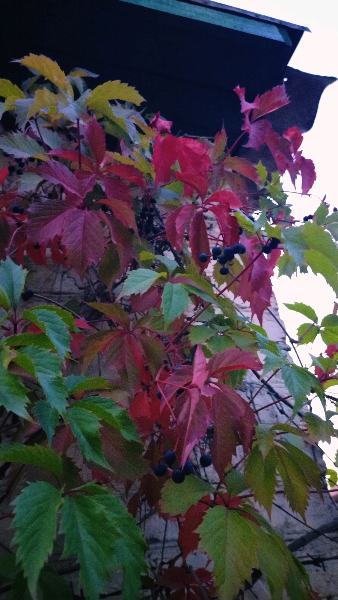 This is a vertical, medium-distance shot of a Virginia creeper vine with changing autumnal colors, some leaves are red and pink, others green and yellow, and small dark berries. The vine is growing on a textured, light-colored stone wall, and a dark-colored roof overhang is visible at the top of the frame. The scene appears to be outdoors, possibly in a residential area or a park. The lighting suggests it could be late afternoon or early morning. No people are visible in the image. The context of Horishni Plavni, Ukraine, is not directly evident from the visual information provided in the image itself.