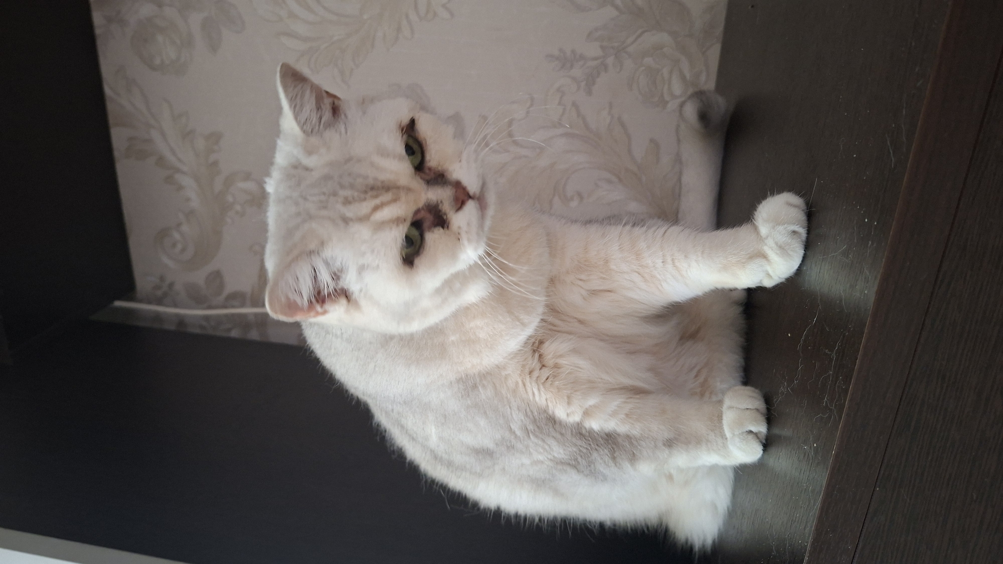 A light-colored cat with green eyes and dark markings around its eyes and nose sits on a dark wooden surface. The cat is facing forward and slightly to the right. Behind the cat is a wall with a floral pattern wallpaper and a dark shelf. The overall scene appears to be indoors. There is no indication of the location being the city of Myadzyel, Belarus.