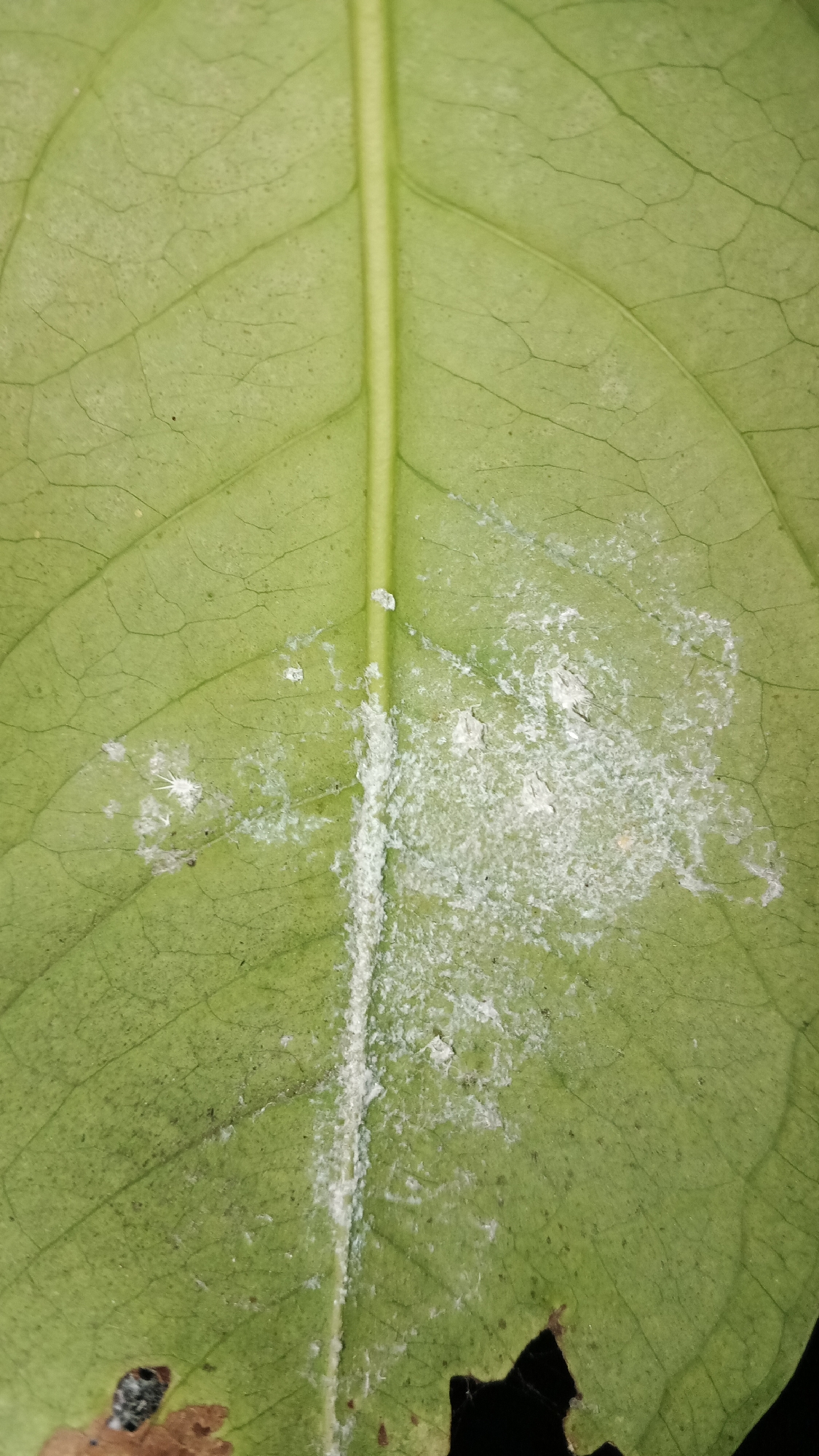 The image shows a close-up, aerial view of a green leaf with a prominent central vein. The leaf surface is textured with intricate vein patterns. There are white, powdery or fluffy-looking deposits scattered across the leaf, primarily concentrated to the right of the central vein and also on the left side. Some of these deposits appear clumpy, while others are more diffuse and wispy. The background is dark, suggesting the leaf is against a darker surface or in shadow. The image does not depict any specific location in the city of Ambarketawang, Indonesia, nor does it contain any information about people, actions, or interactions.