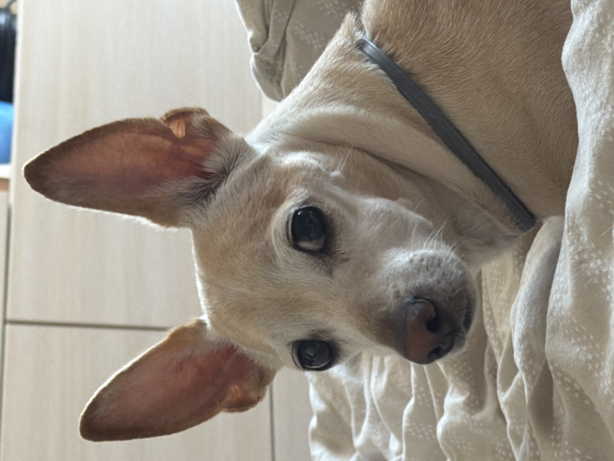 The image displays a close-up of a light-colored dog with large, pointed ears and dark eyes, lying on a beige, textured blanket. The background consists of a tiled wall. There is no information to suggest the location is Plovdiv, Bulgaria.