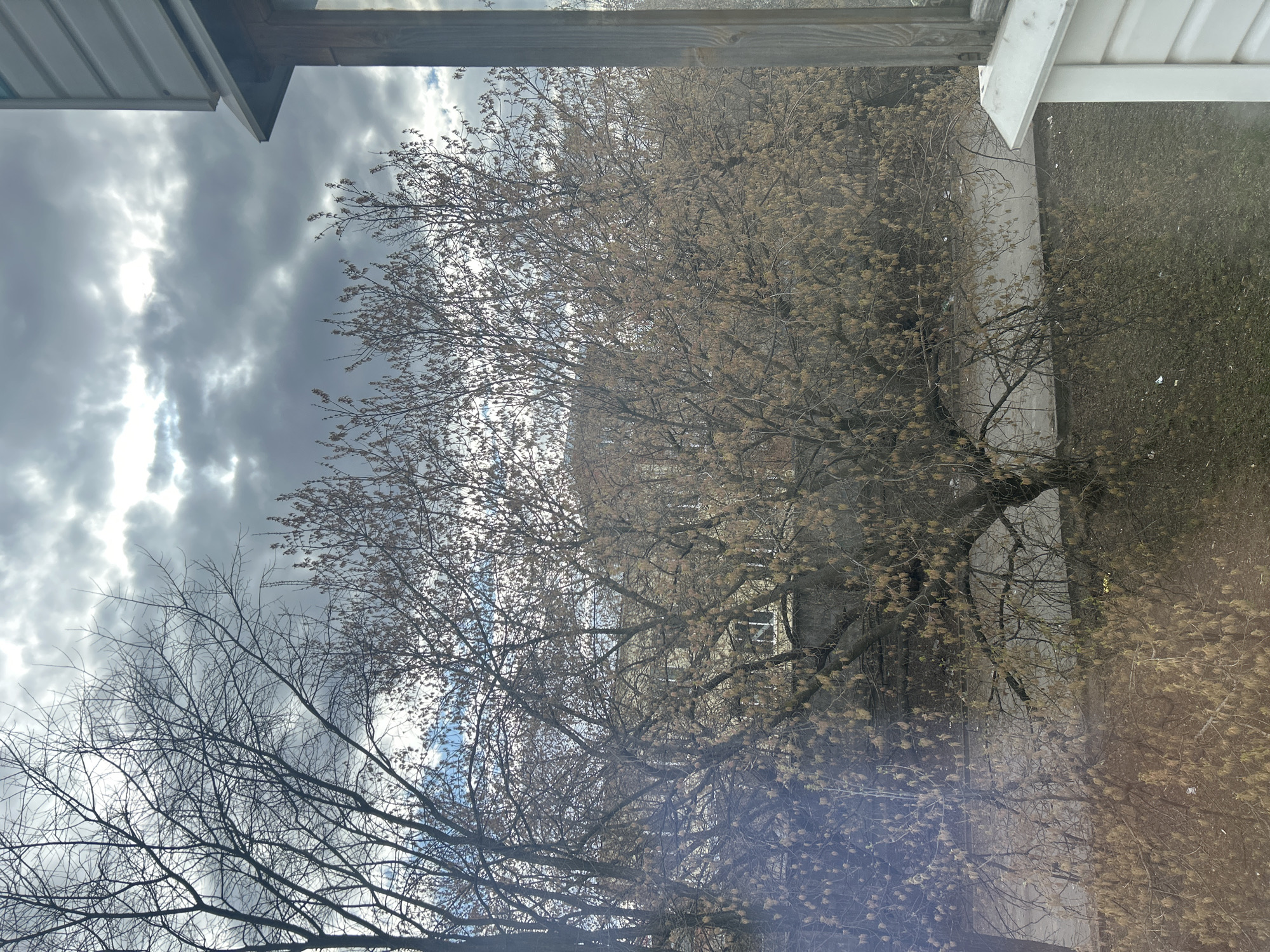 The photograph depicts a view from a window. Trees are visible, some with leaves and some without, obscuring a street and buildings in the background. The sky is overcast with dramatic, grey clouds. The location and subjects cannot be further identified from the image.