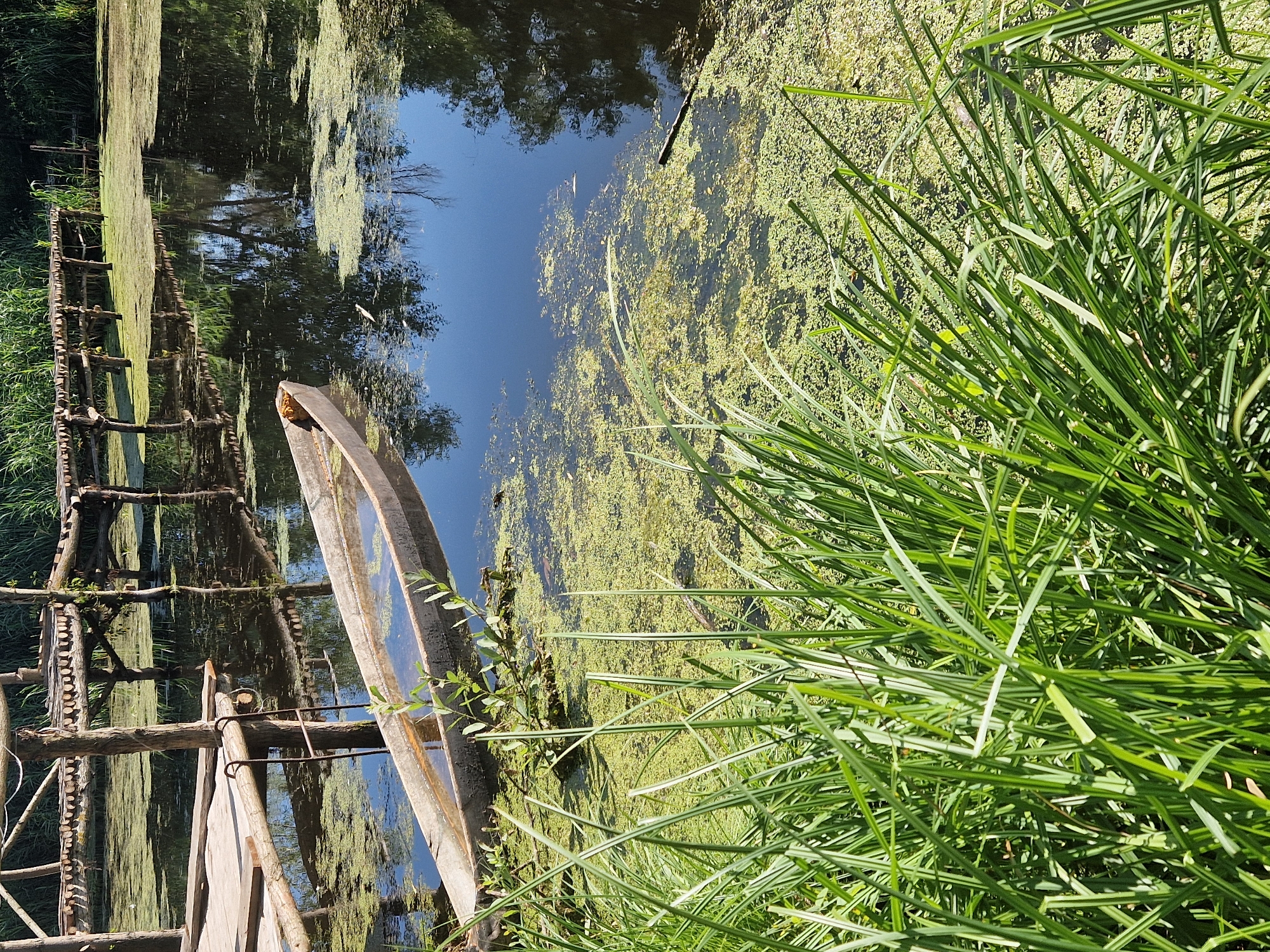 An overhead, medium shot captures a wooden walkway extending into a marshy body of water. The walkway, constructed from rough-hewn logs, is partially submerged in some areas. A narrow, dug-out canoe with a simple, rough interior sits in the water near the walkway. The water is partially covered by a dense layer of green algae or duckweed, with some areas of clear, dark water reflecting the sky and surrounding trees. Tall green grasses and reeds line the foreground, creating a natural, overgrown aesthetic. The scene appears to be in a natural or rural setting.
