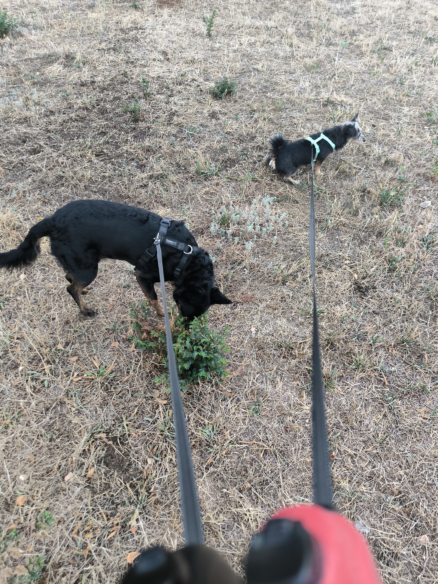 Two dogs are present in an outdoor environment. The larger dog, a black, medium-sized dog with curly fur, is wearing a black harness and is actively sniffing a small green bush on the ground. The smaller dog, a black and grey terrier mix, is wearing a light blue harness and is looking to the right. Both dogs are on leashes, which extend towards the viewer and appear to be held by a person whose hands and a portion of a red object are visible in the foreground. The ground is covered with dry grass and sparse green vegetation. The scene is set in a park or open field, typical of urban green spaces within Mykolaiv, Ukraine, characterized by dry, late-summer vegetation.